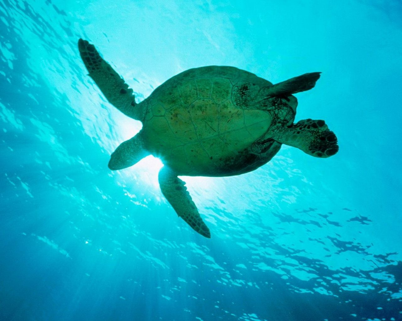 Free download Baby Sea Turtle Desktop Wallpaper Sea turtles