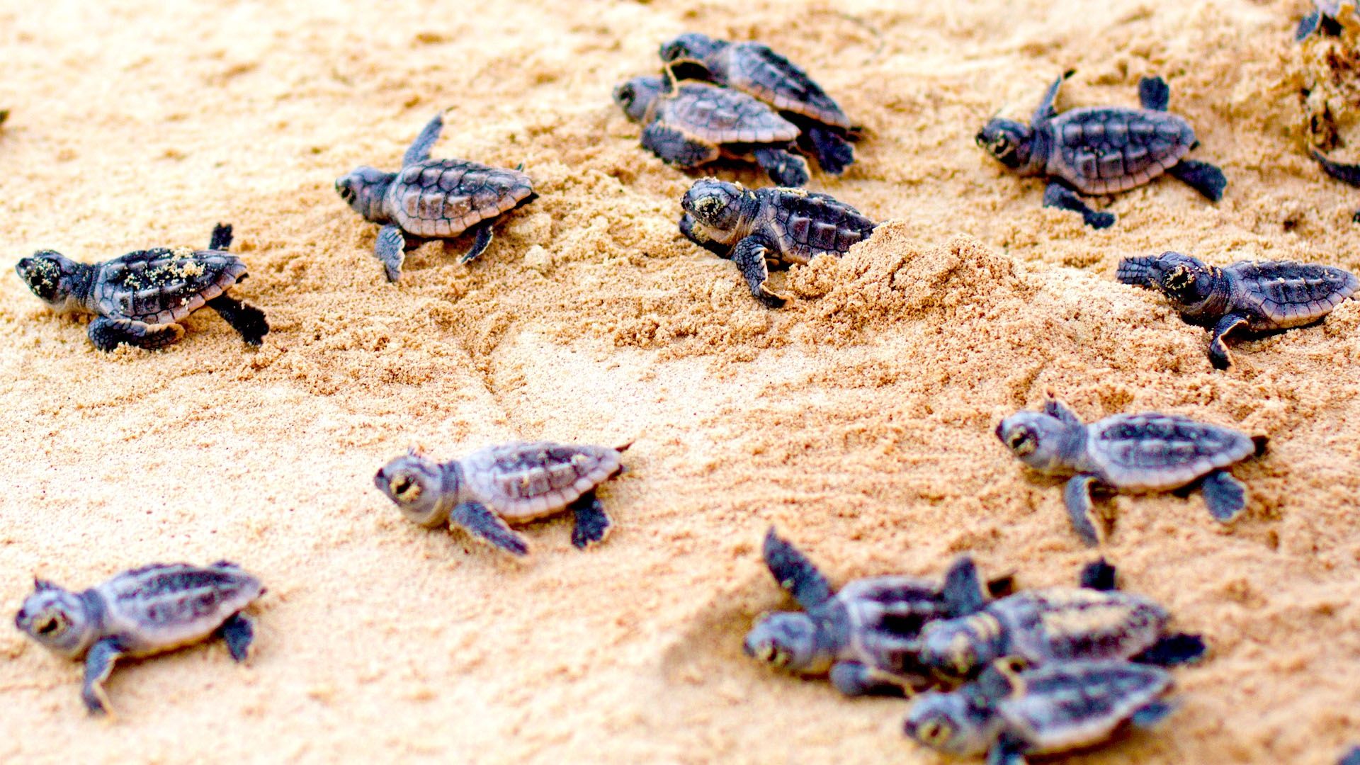 Turtle Baby Hatching Wallpaper