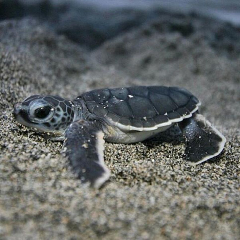 Land of cuteness sea turtle