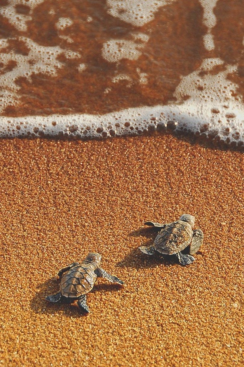 SEA TURTLES SAND. Cute turtles, Turtle wallpaper, Sea turtle