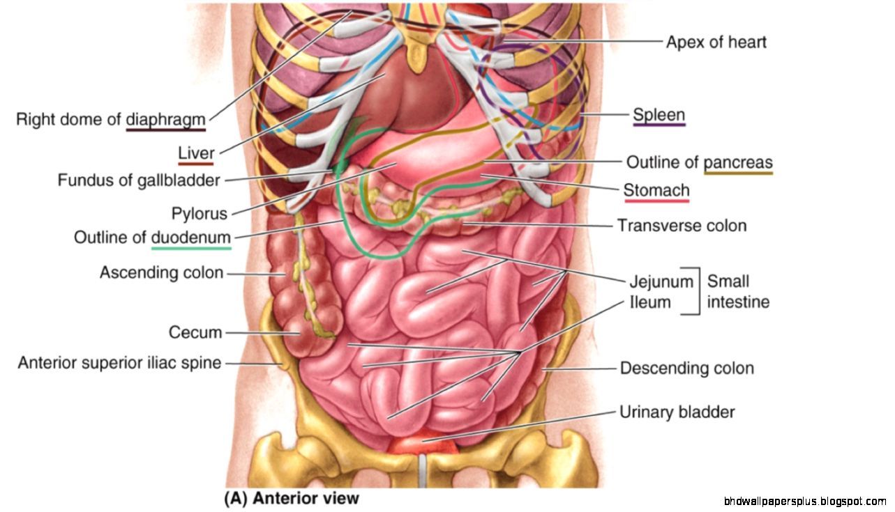 Medical Illustration Showing Pyloroplasty Which Widens The Pylorus In  Stomach High-Res Vector Graphic - Getty Images