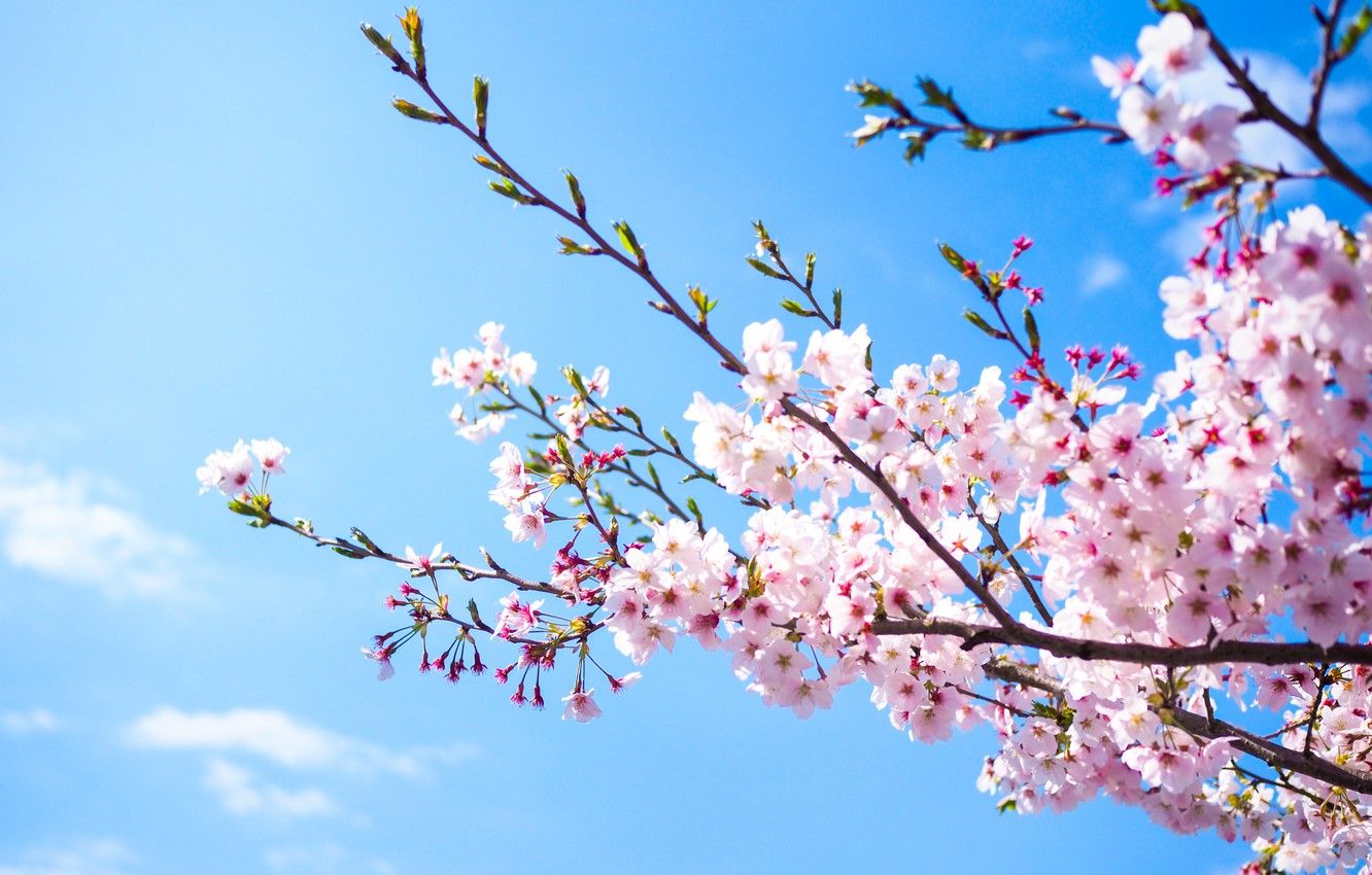 Wallpaper the sky, branches, spring, Sakura, flowering, pink