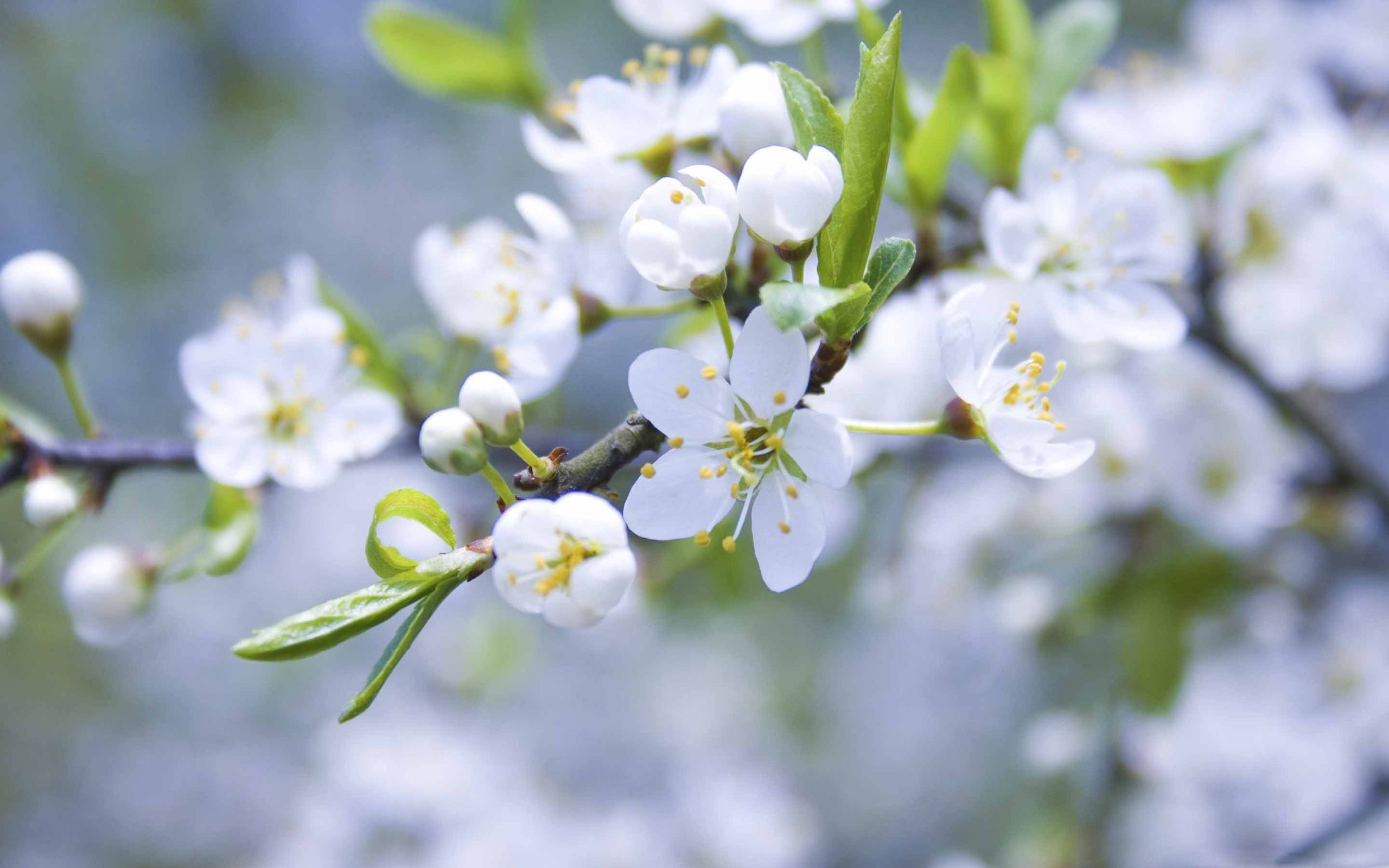 Spring Blossoms MacBook Air Wallpaper Download