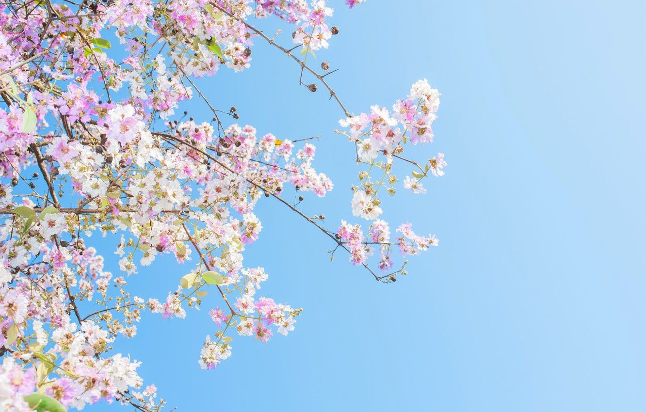 Wallpaper the sky, the sun, branches, spring, sunshine, flowering