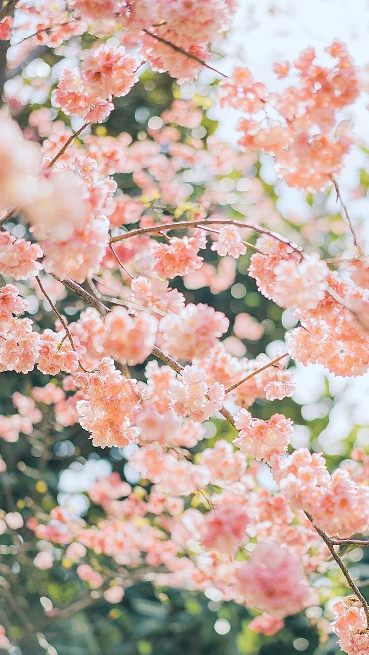 iPhone Wallpaper. Flower, Spring, Blossom, Plant, Pink, Tree