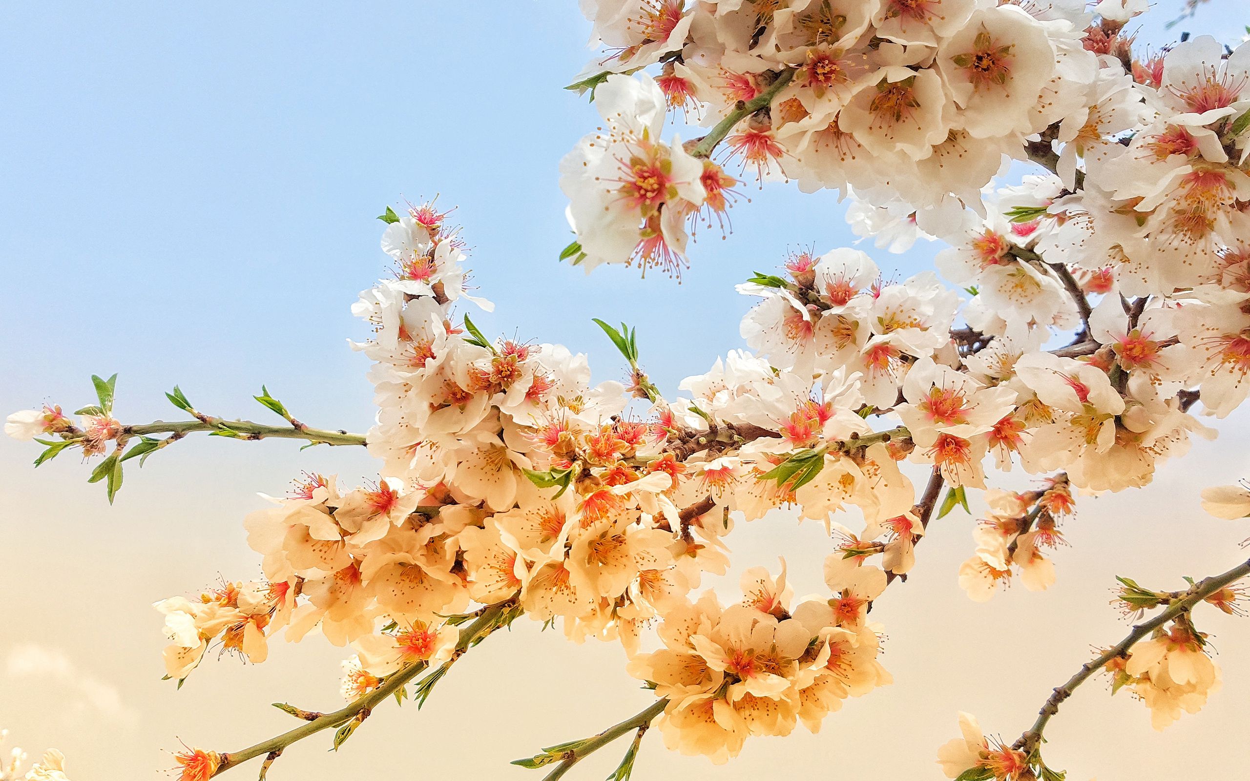 Daily Wallpaper: Spring Blossom. I Like To Waste My Time