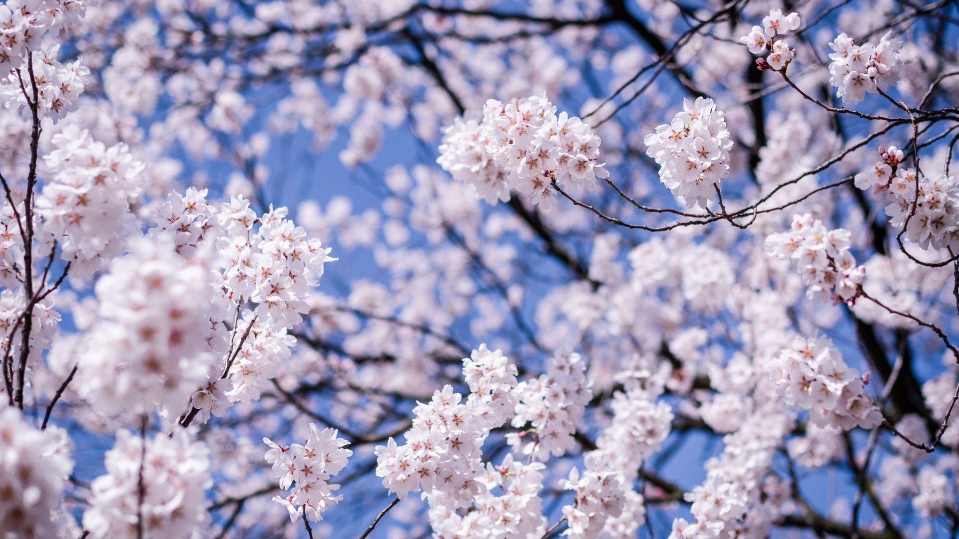 Wallpaper spring, blossom, cherry, branch, garden desktop