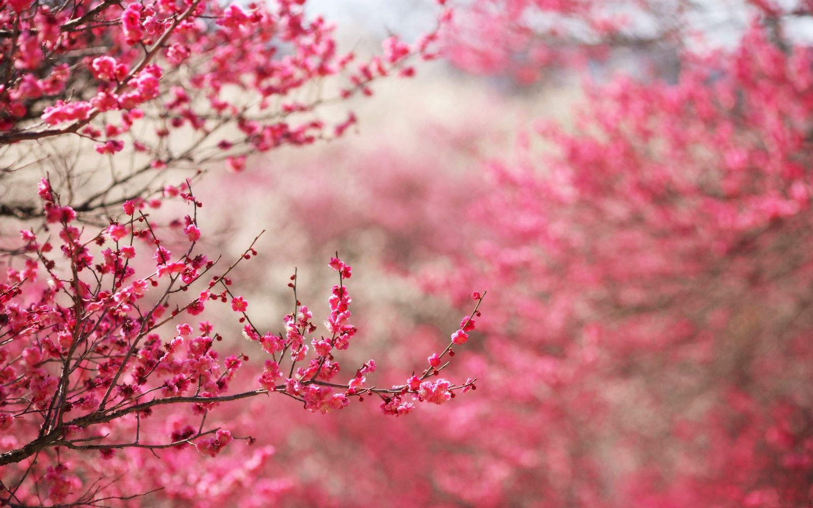 Cherry Blossoms Wallpaper. Spring