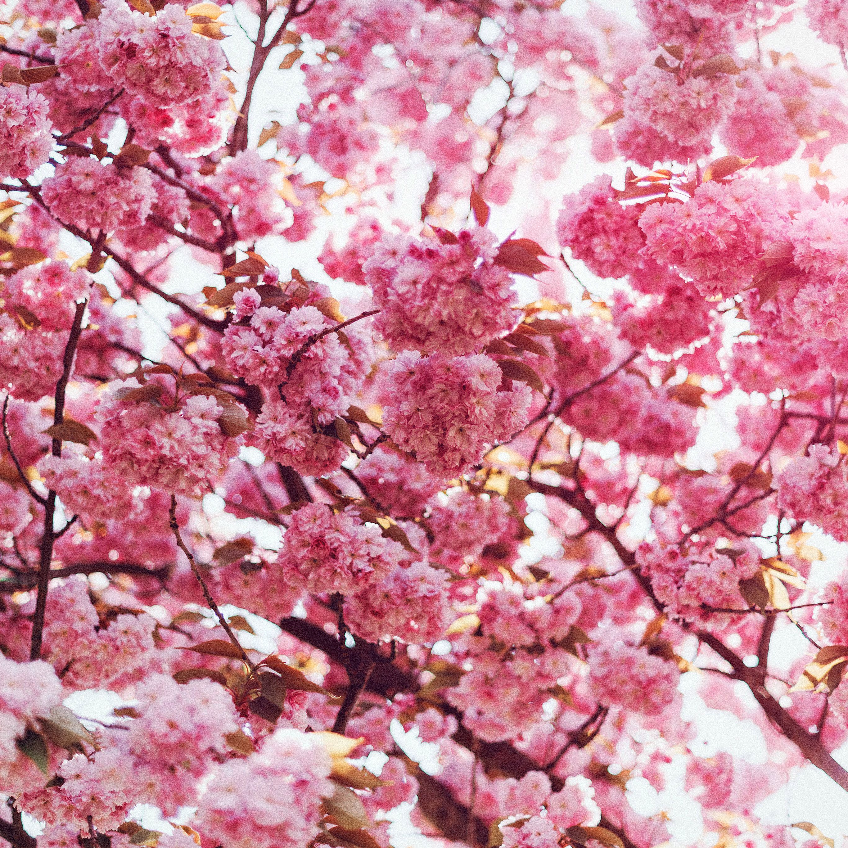 Spring Flower Pink Blossom Bokeh Nature Flare Wallpaper