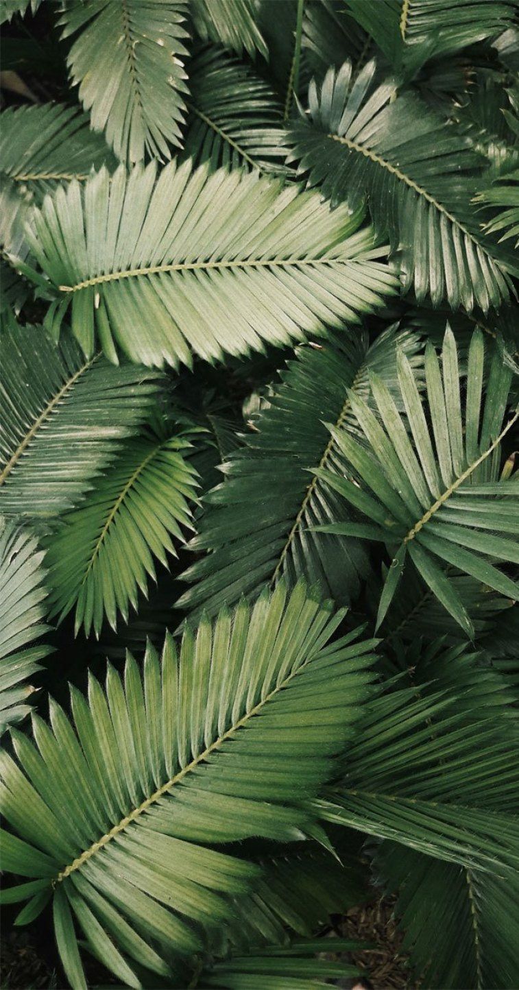 Tropical Leaves, Botanicals, Leaf Phone Wallpaper. Jungle