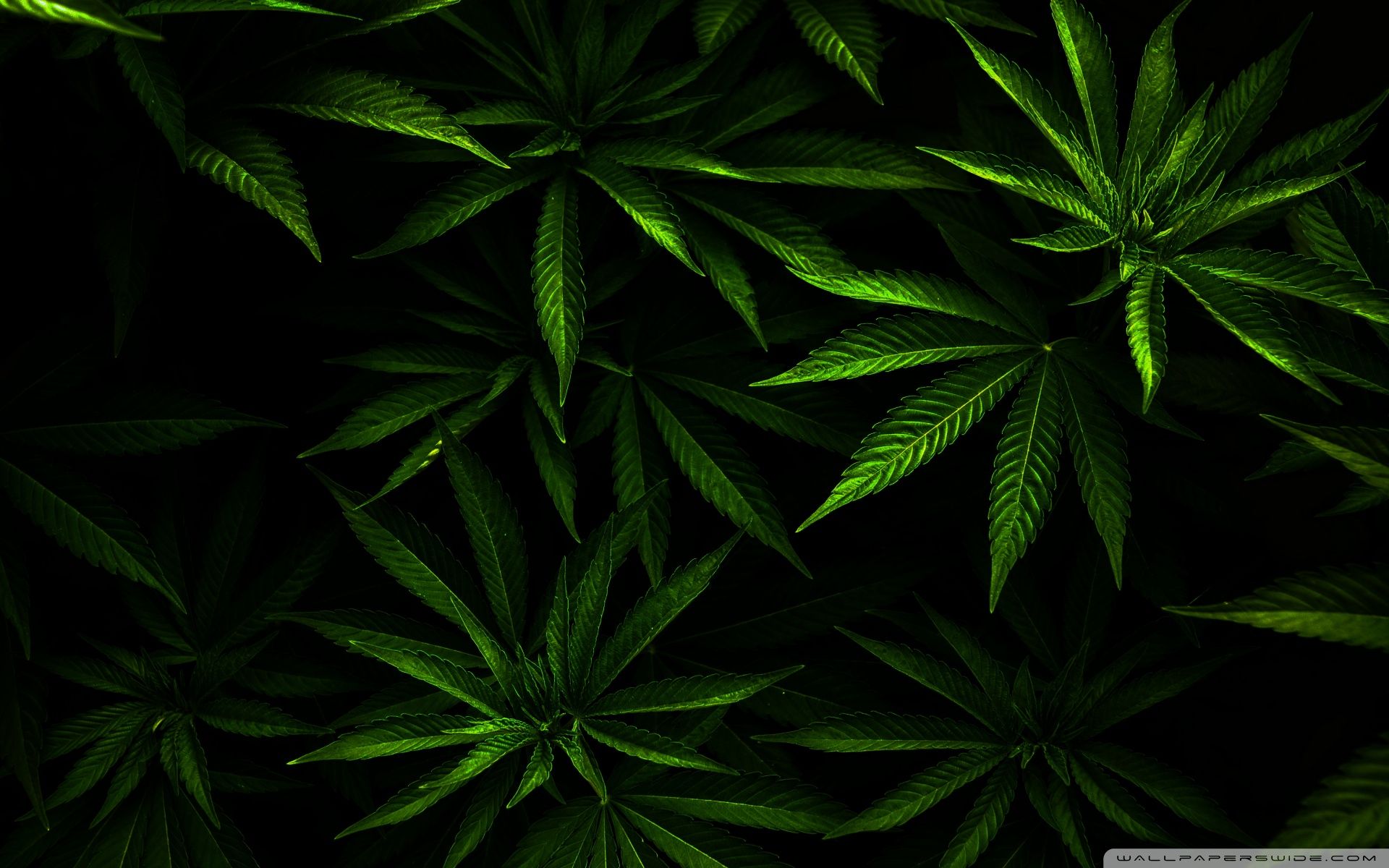 Marijuana Background. Toy Story