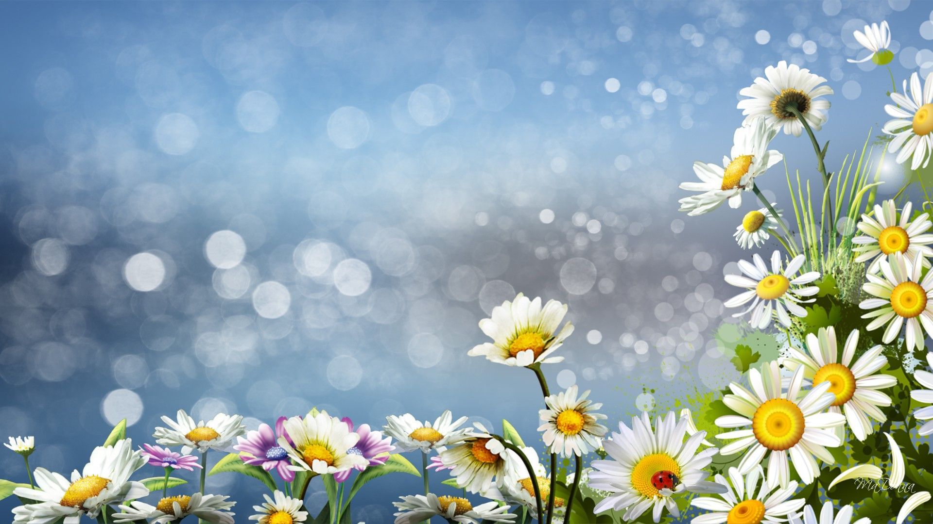 Free download Daisy Wallpaper HD [1920x1080] for your Desktop