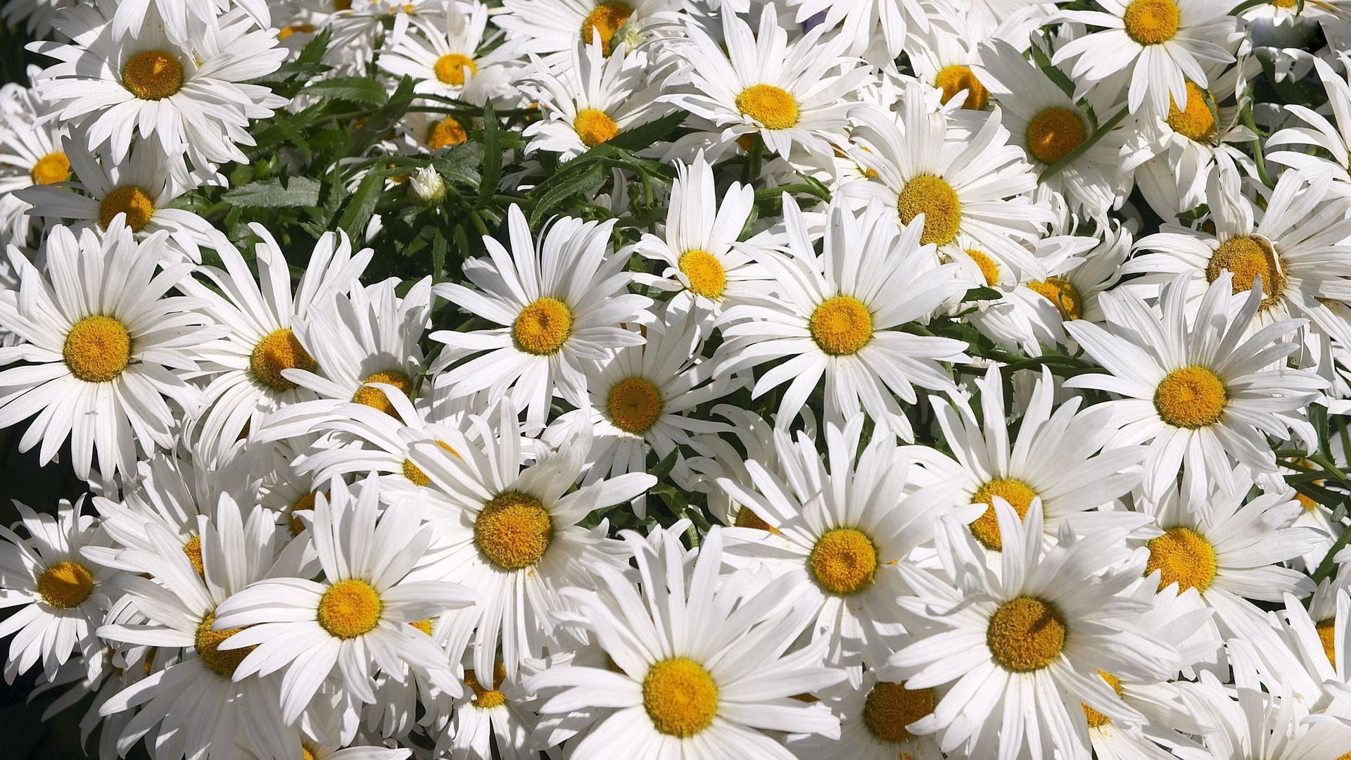 Daisy Wallpaper Background