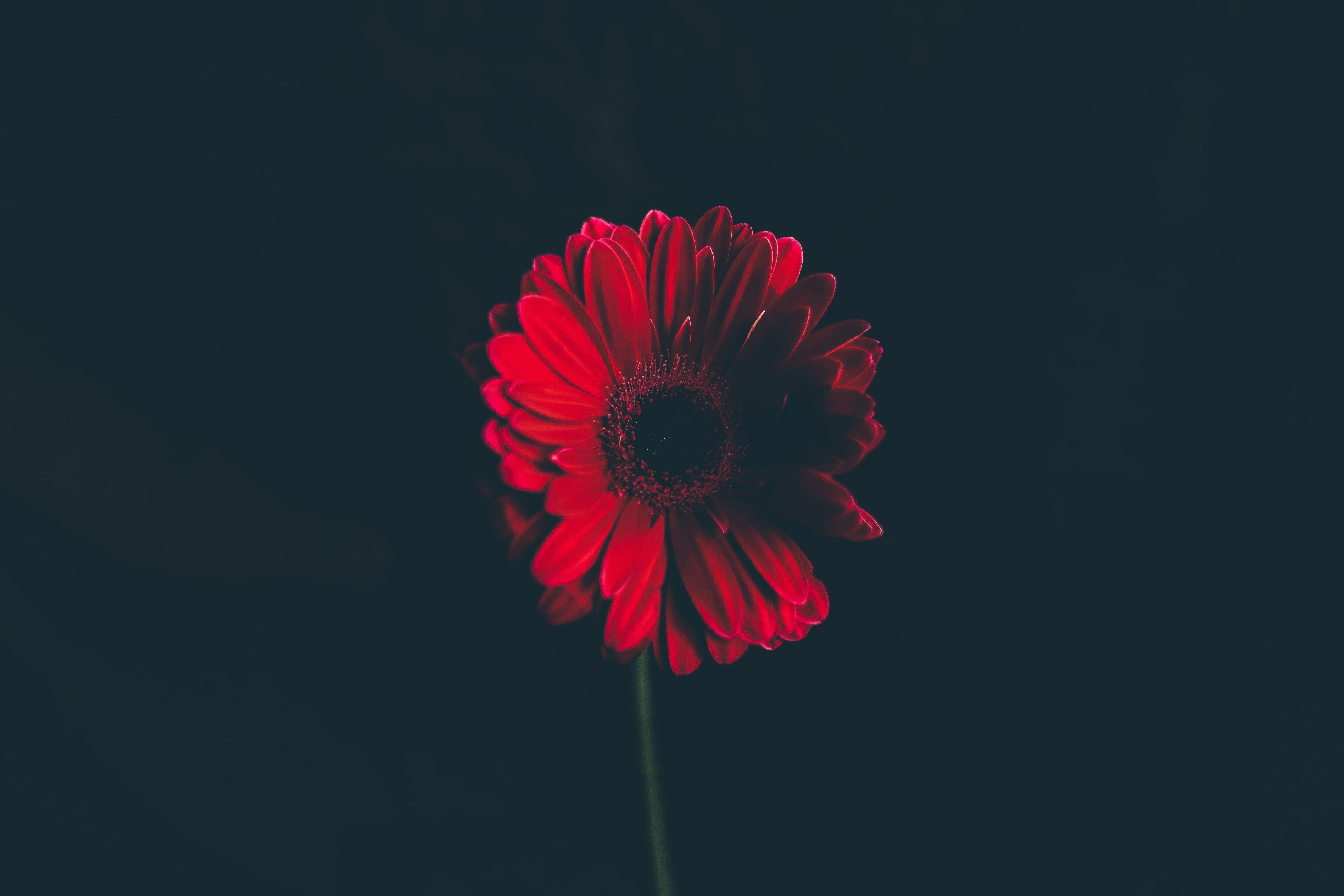 Wallpaper Red Daisy, HD, 4K, Flowers,. Wallpaper for iPhone