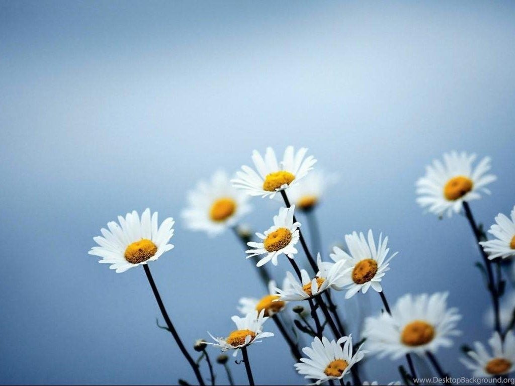 Simple Daisy Wallpaper Background Image 1366x768 HD Wallpaper