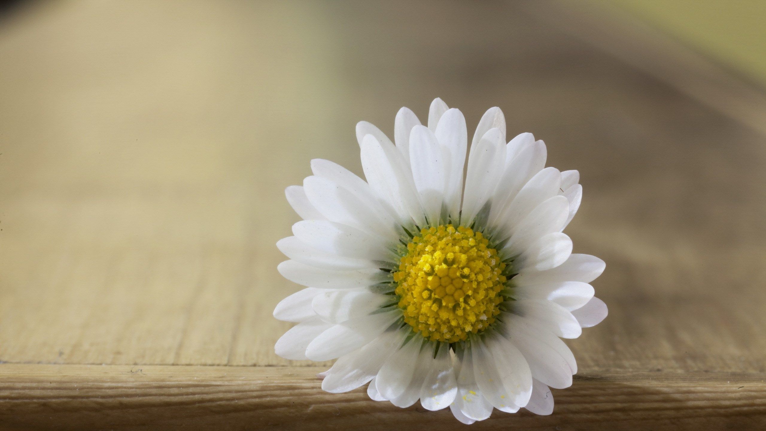 Free download white daisy petals macro pistil mood HD fullscreen