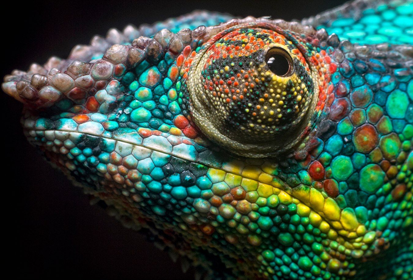 Chameleon HD Wallpaper. Chameleon eyes, Chameleon