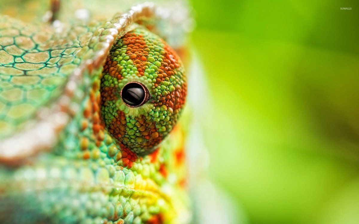 Animals & other creatures. Chameleon, Animals