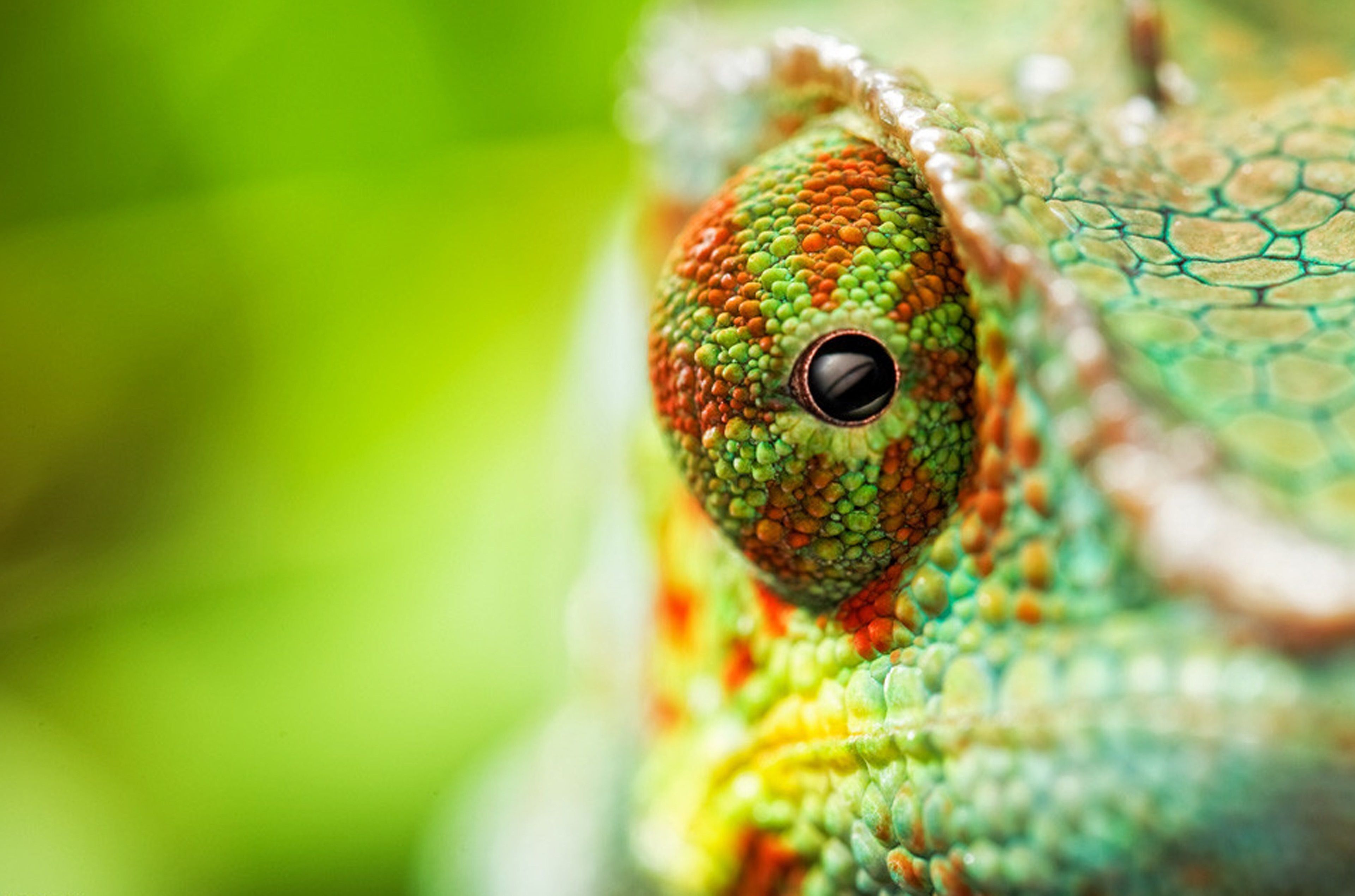chameleon 4k full HD
