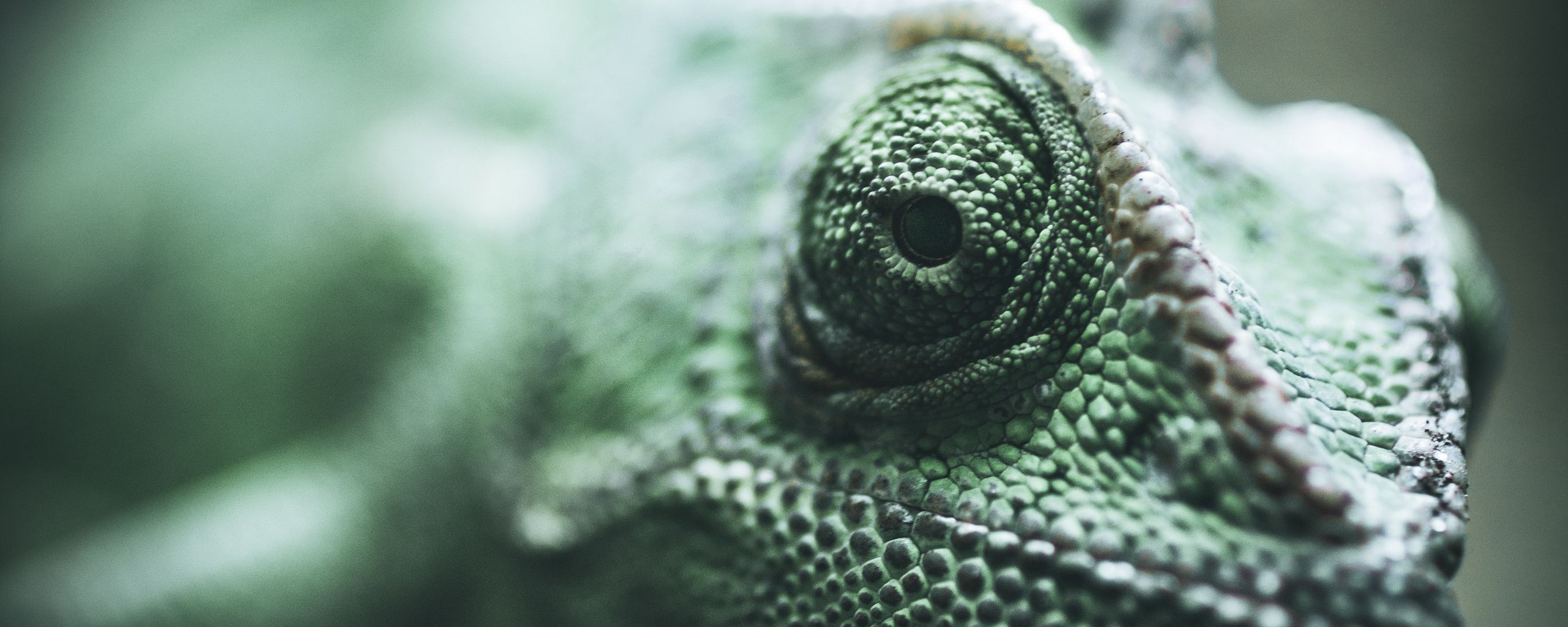 Download wallpaper 2560x1024 chameleon, reptile, eyes, scales