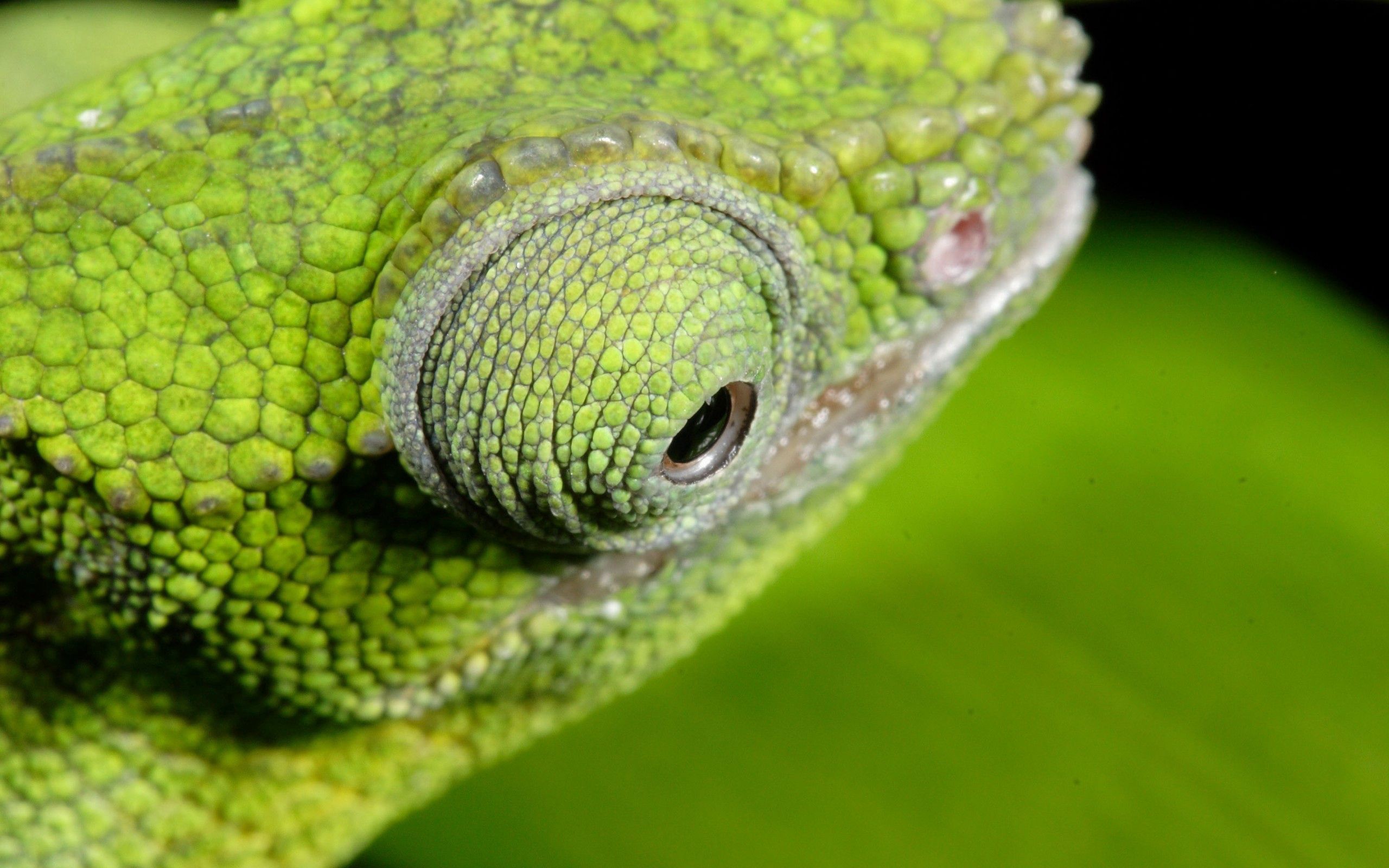 Download wallpaper 2560x1600 chameleon, color, eyes HD background