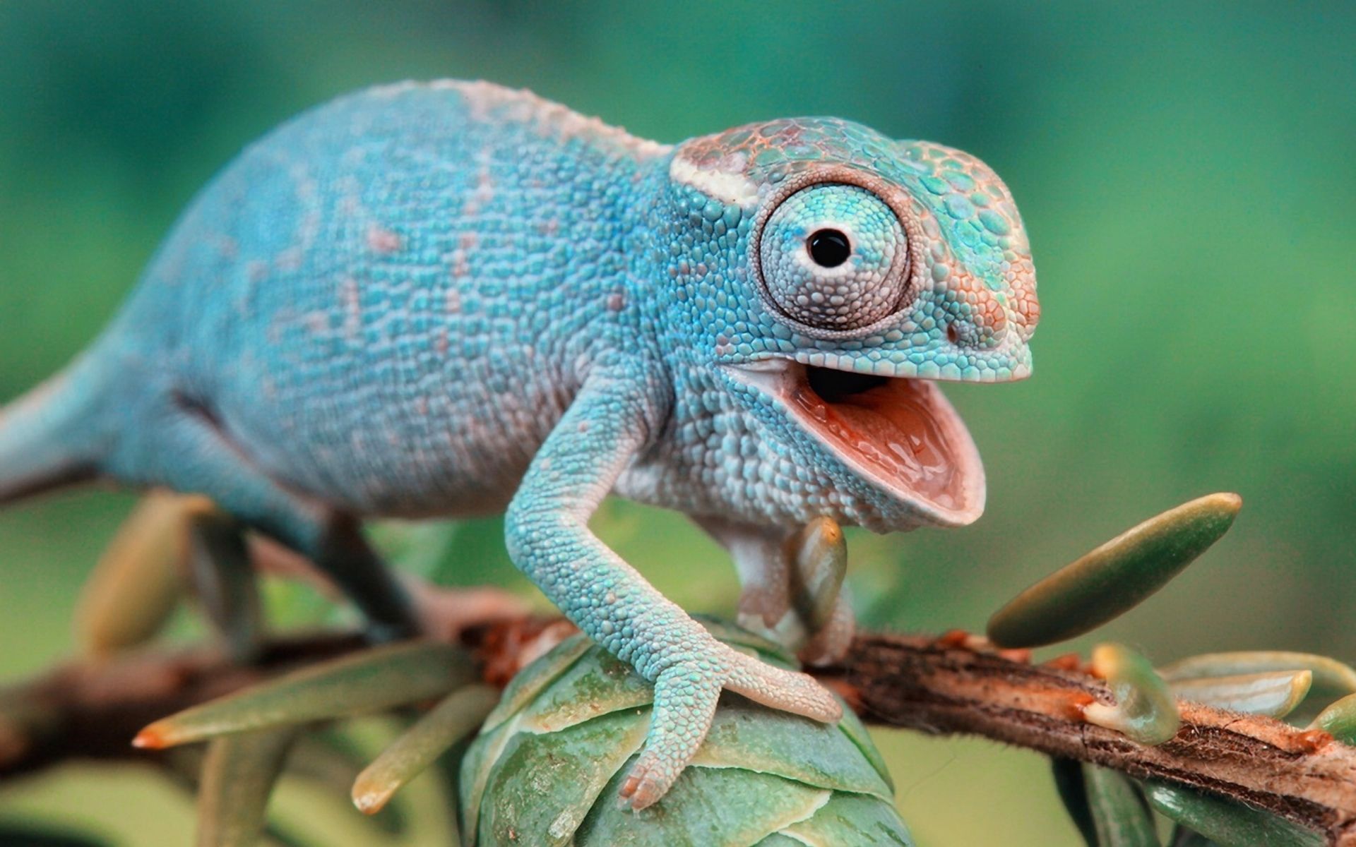 chameleon, Eyes Wallpaper HD / Desktop and Mobile Background