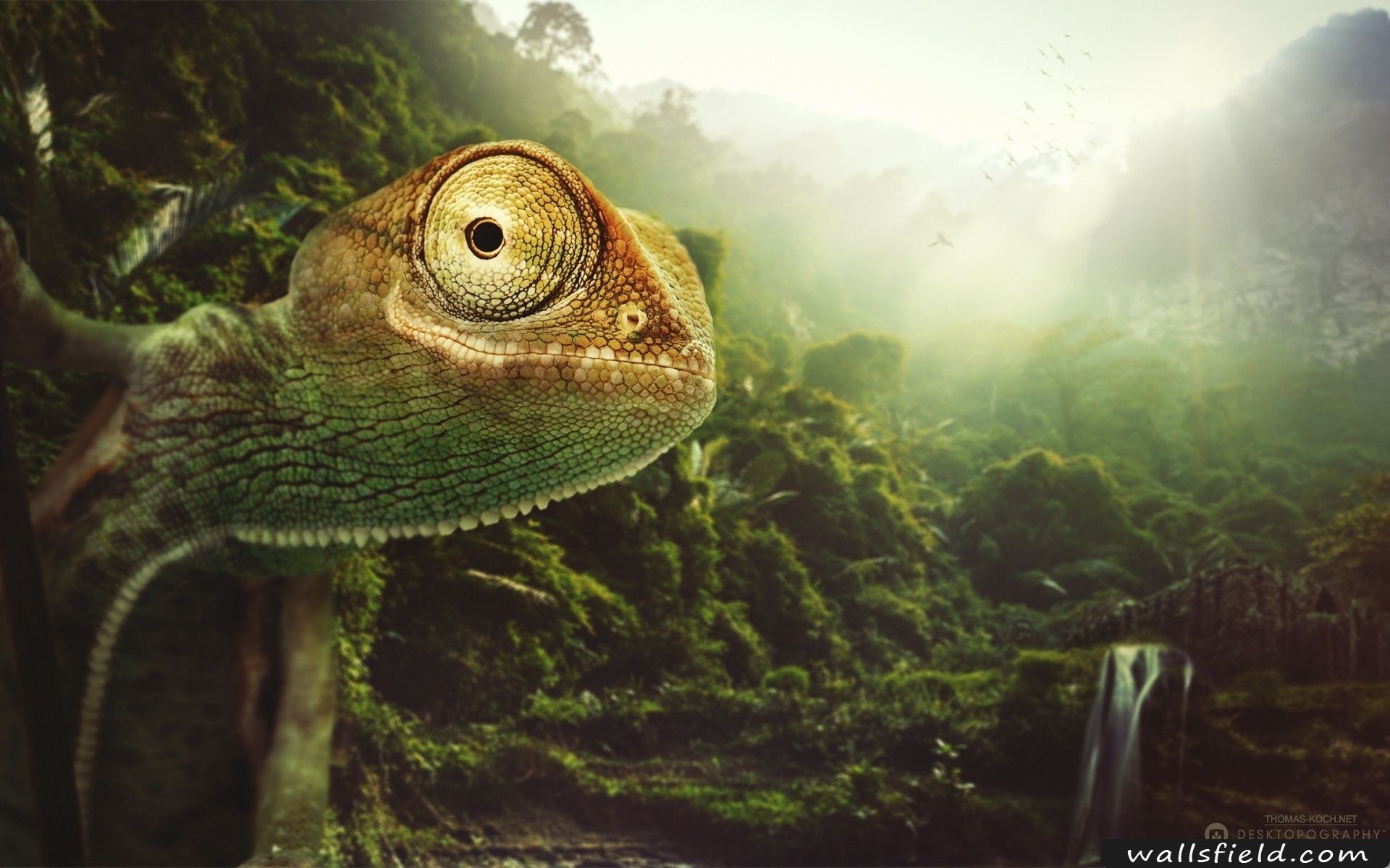 Jungle Chameleon. Kaplumbağa, Tablolar