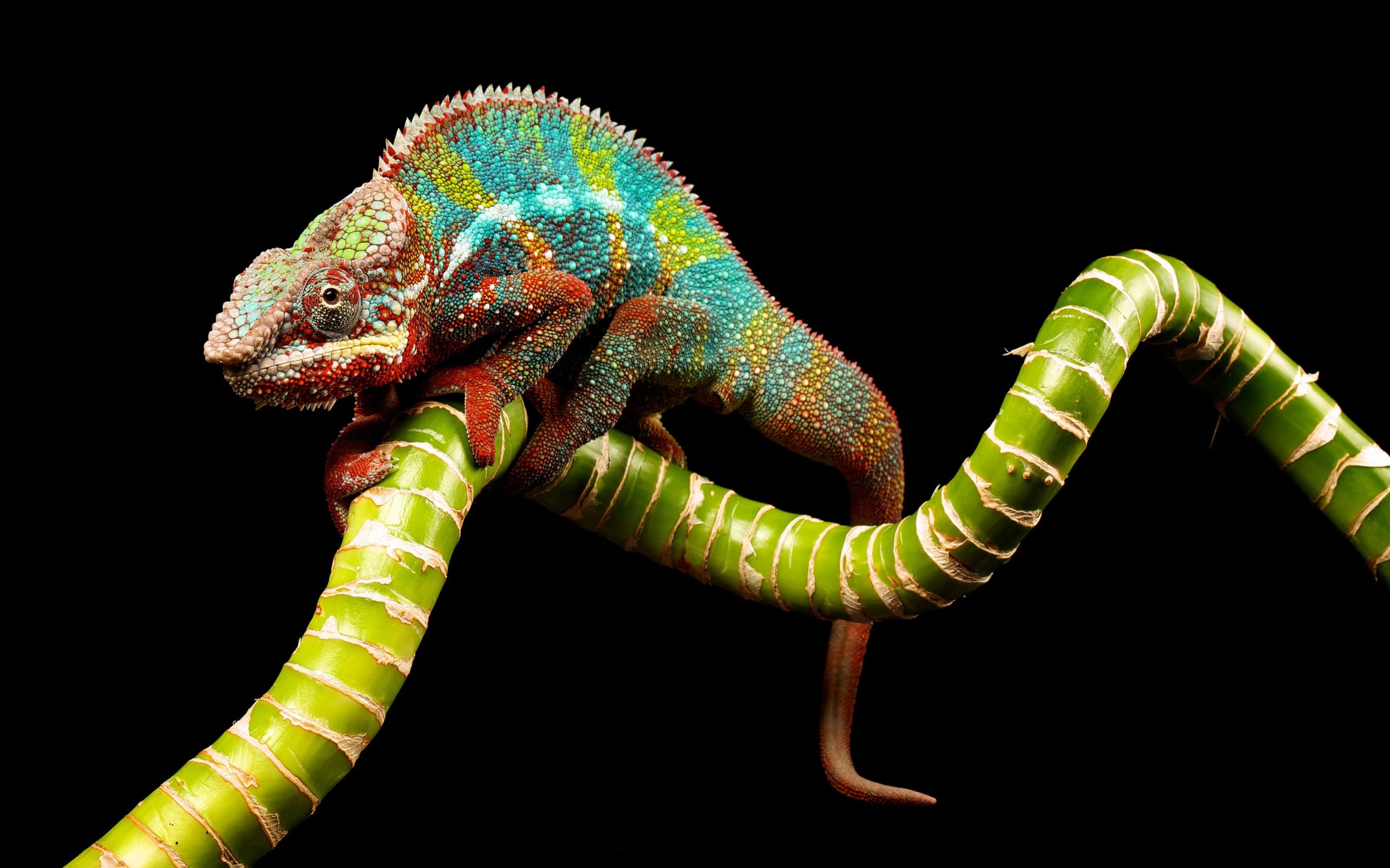 Animals With Incredible Eyes. Chameleon color