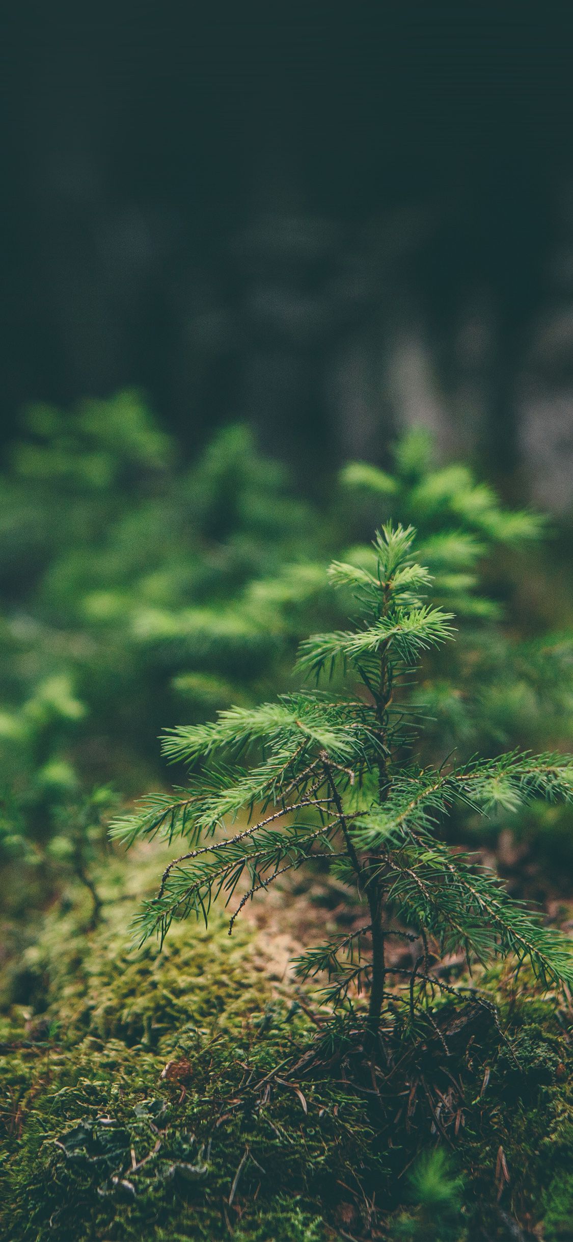 iPhone X wallpaper. green moss flower nature