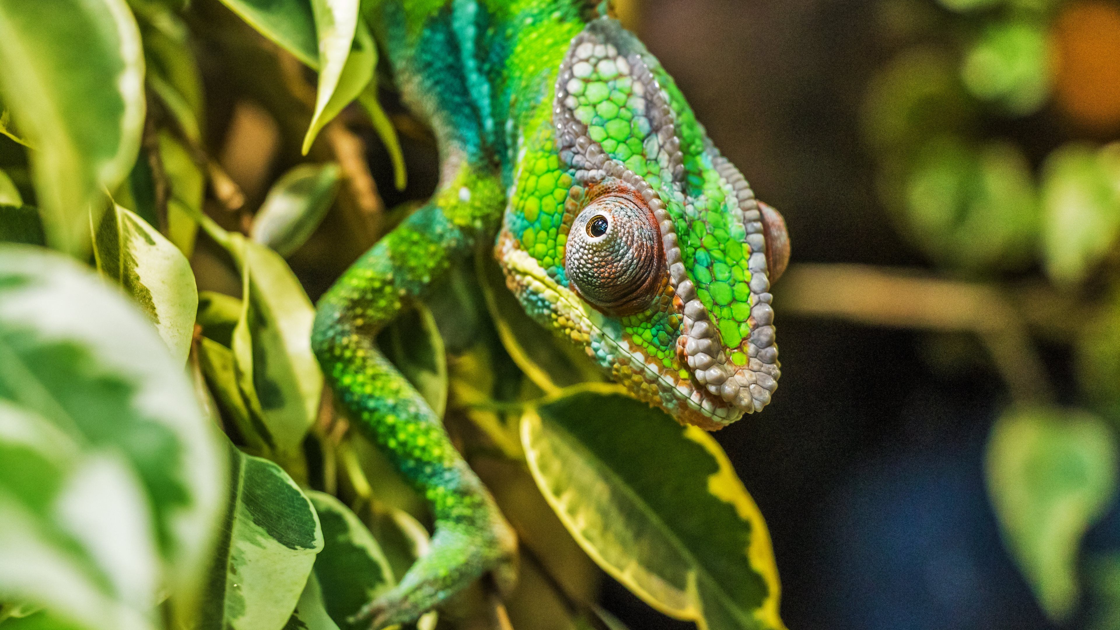 Chameleon HD Wallpaper and Background Image