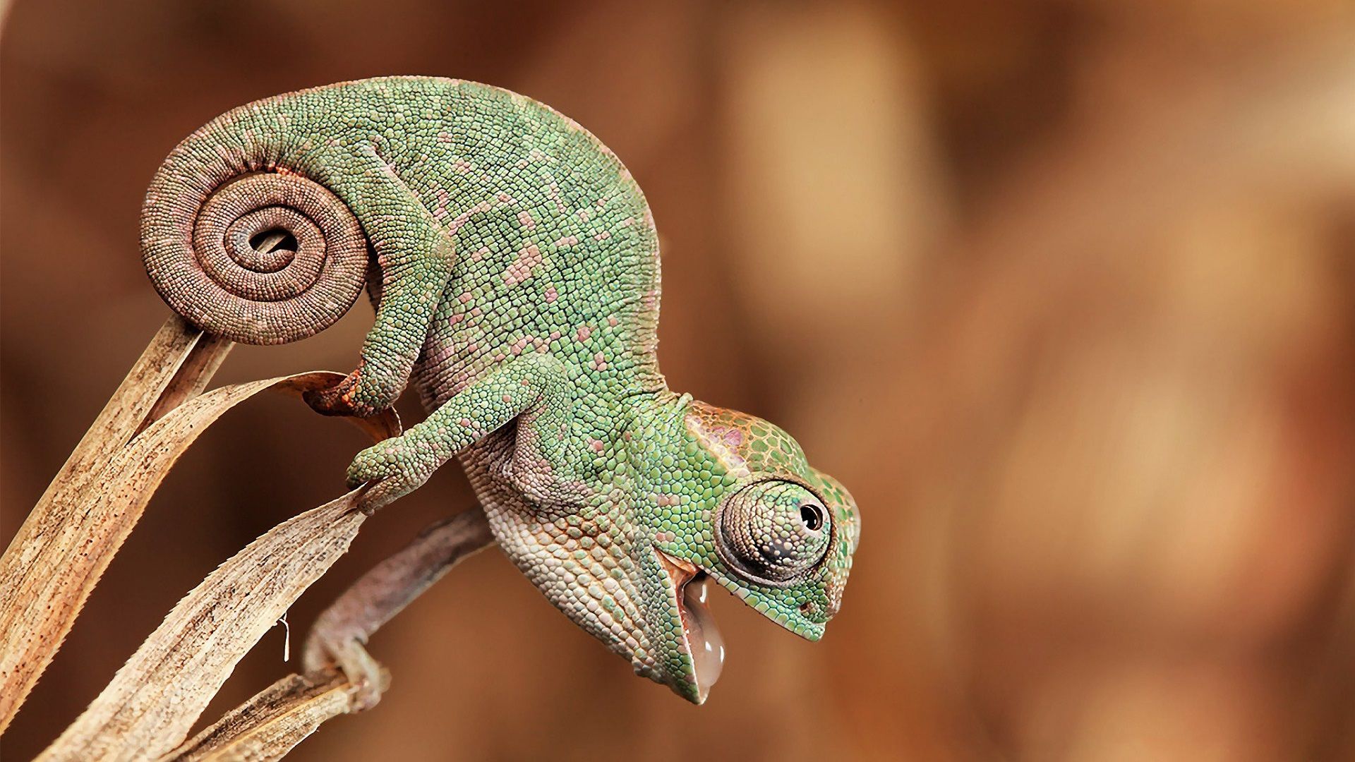 Baby Chameleon. Baby chameleon, Chameleon pet, Baby animals