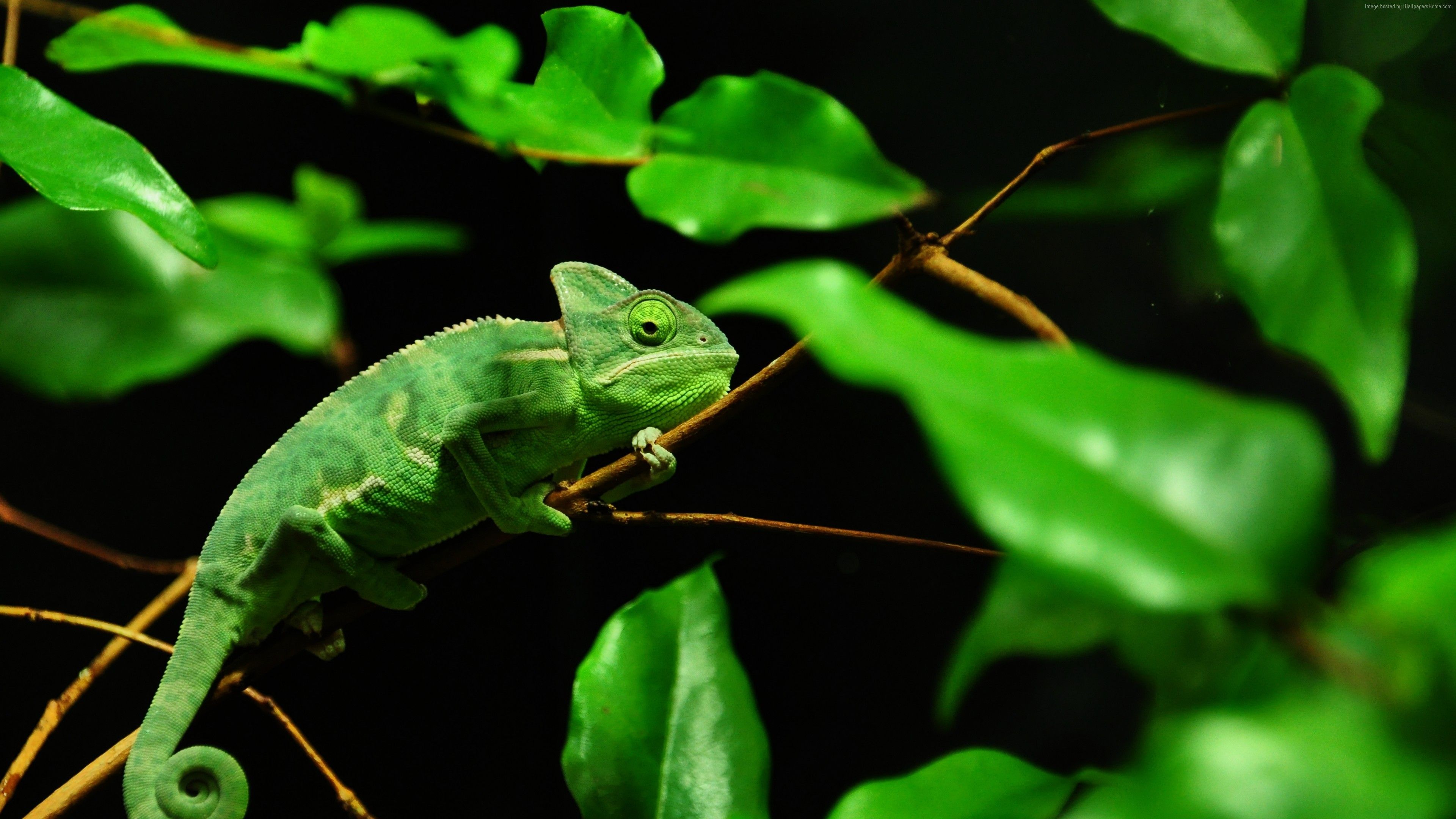 Animal Chameleon Forest HD Wallpapers - Wallpaper Cave