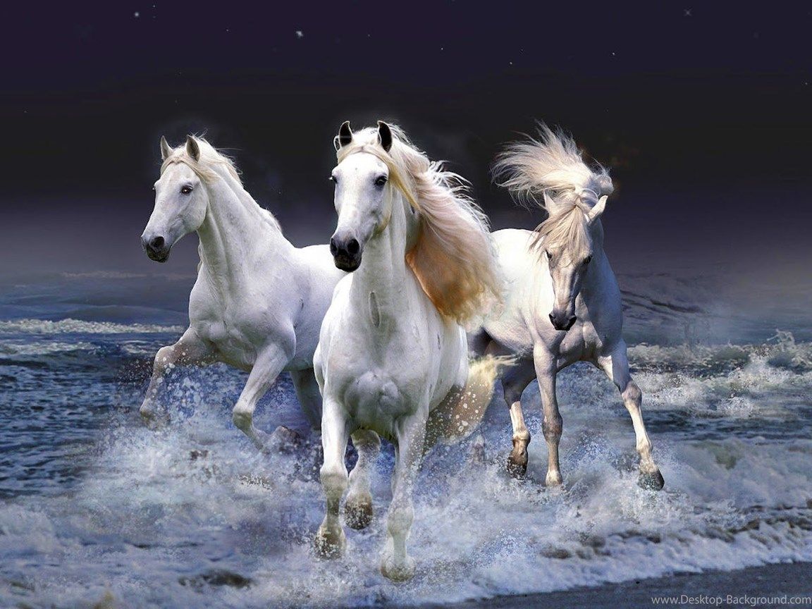 Seven Running Horse Wallpaper Find HD Wallpaper For