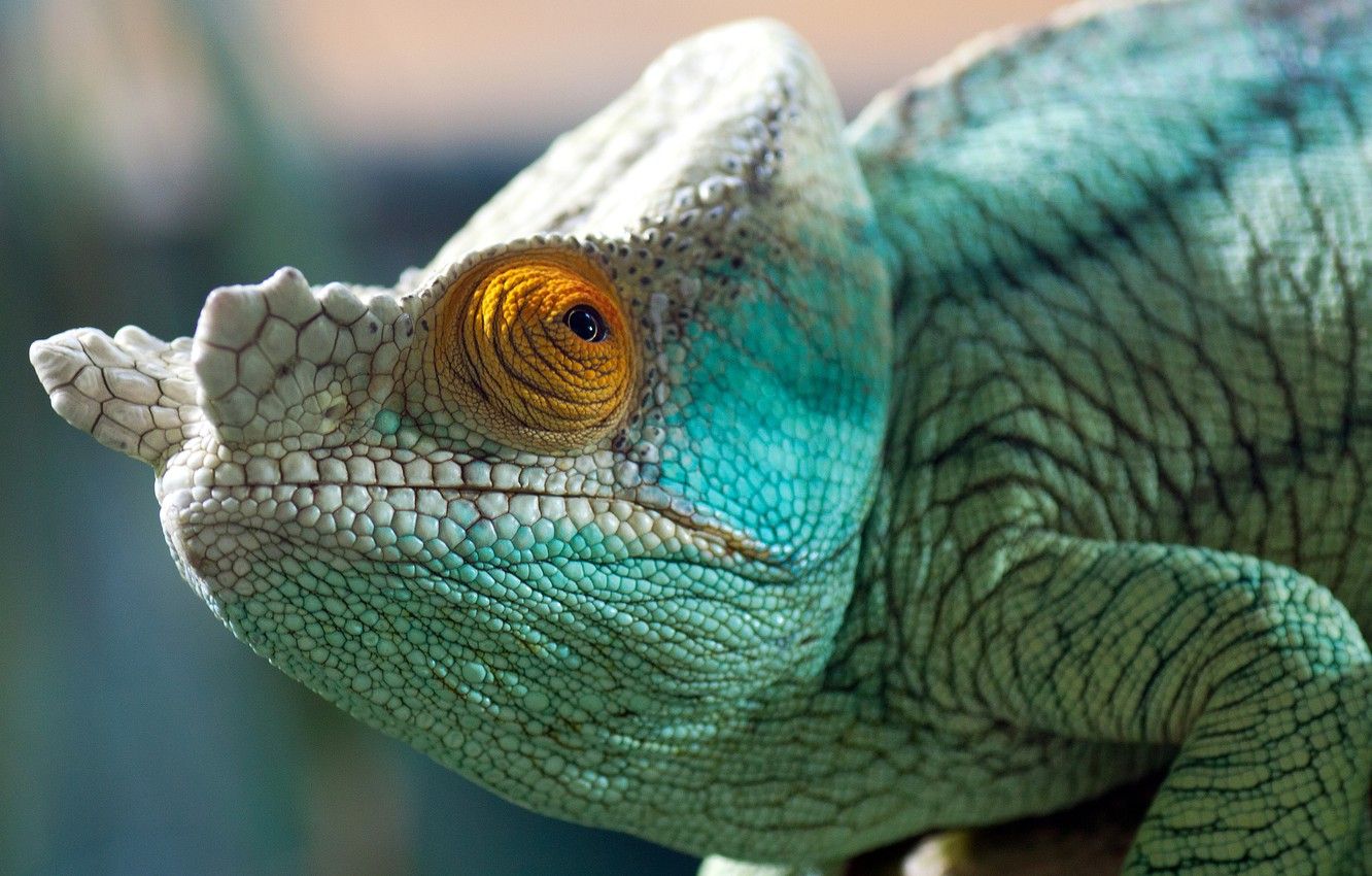 Wallpaper color, chameleon, reptile, eyes image for desktop