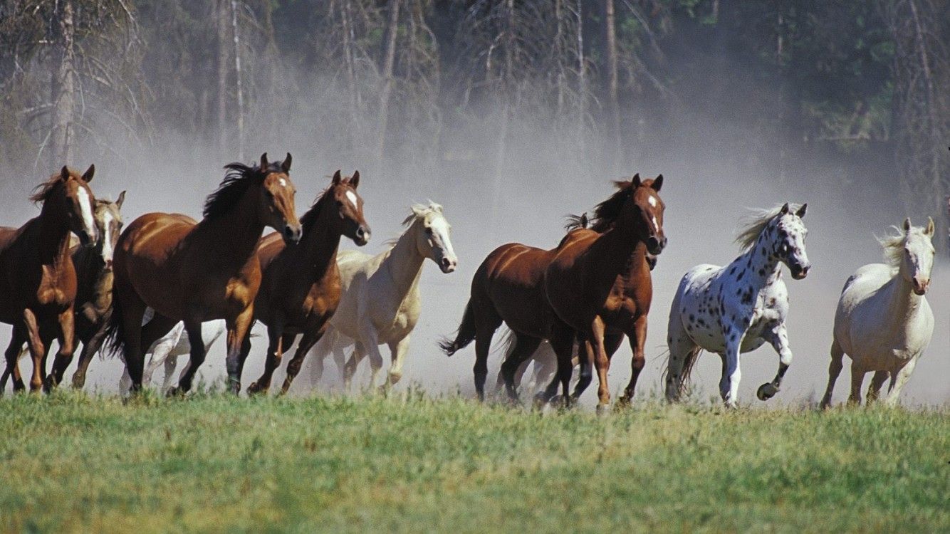 Seven Running Horses HD Wallpaper iPhone 7 / iPhone 8