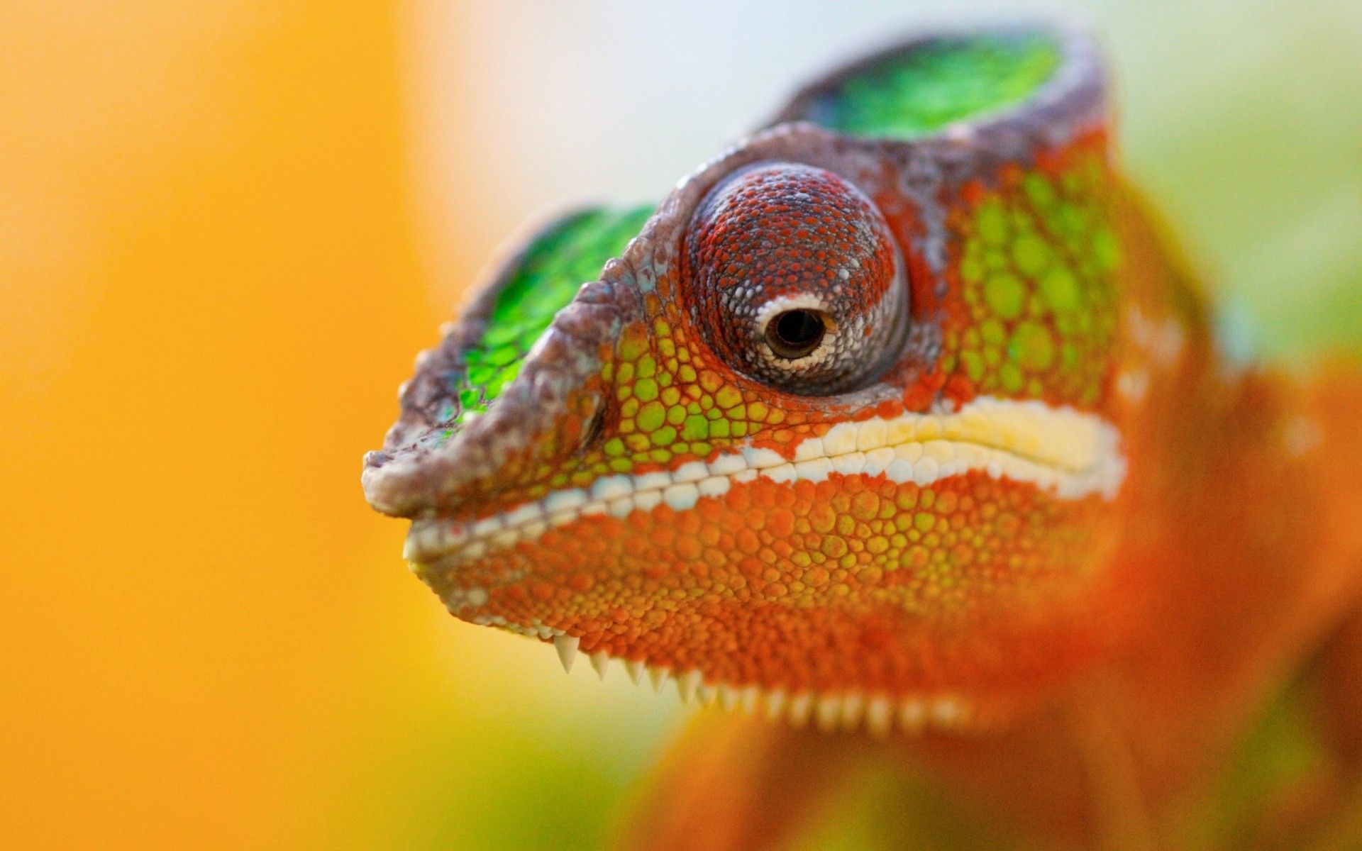 Chameleon Eyes Close Up