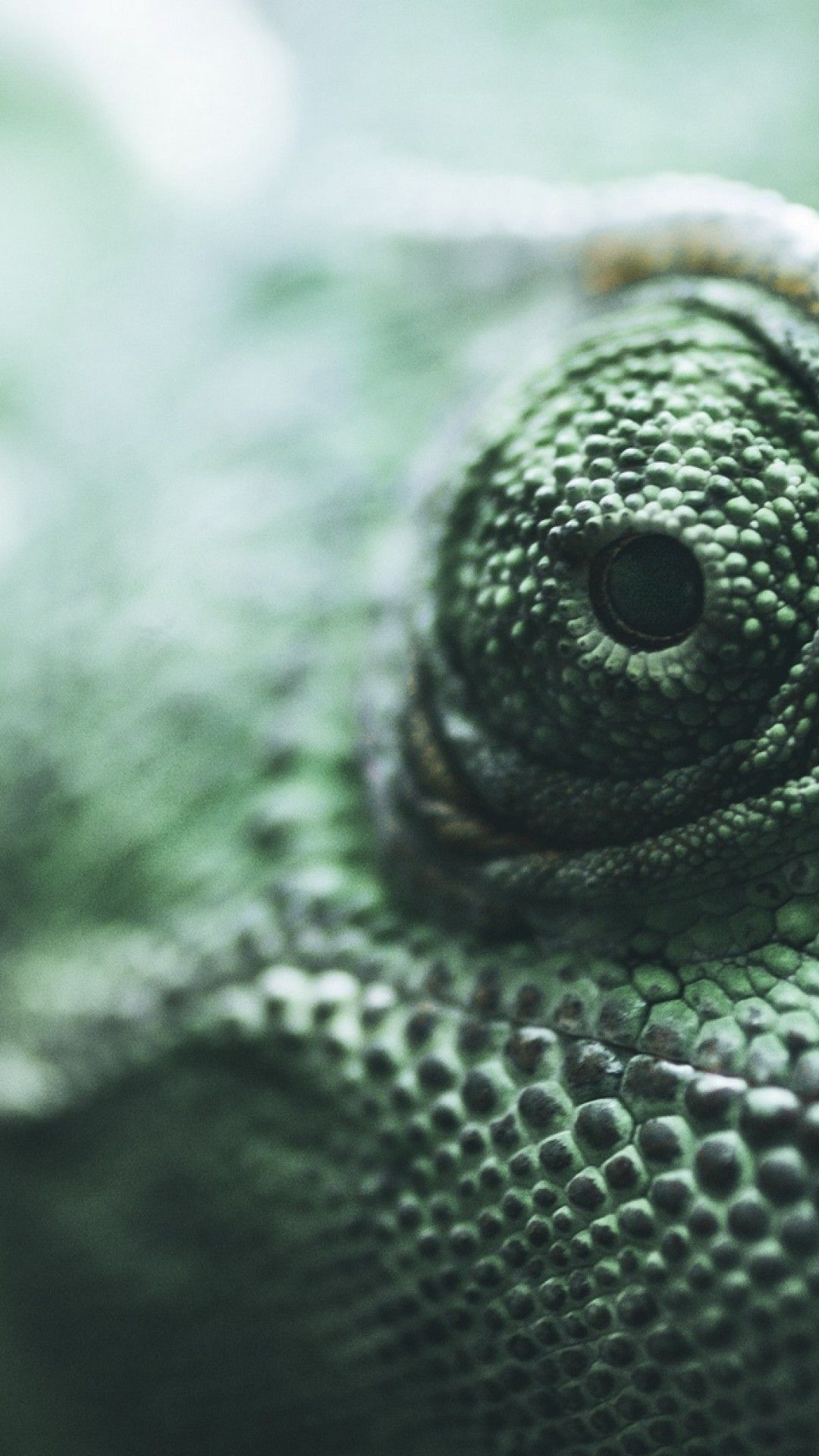 Eyes of chameleon HD Wallpaper iPhone 6 / 6S Plus Wallpaper