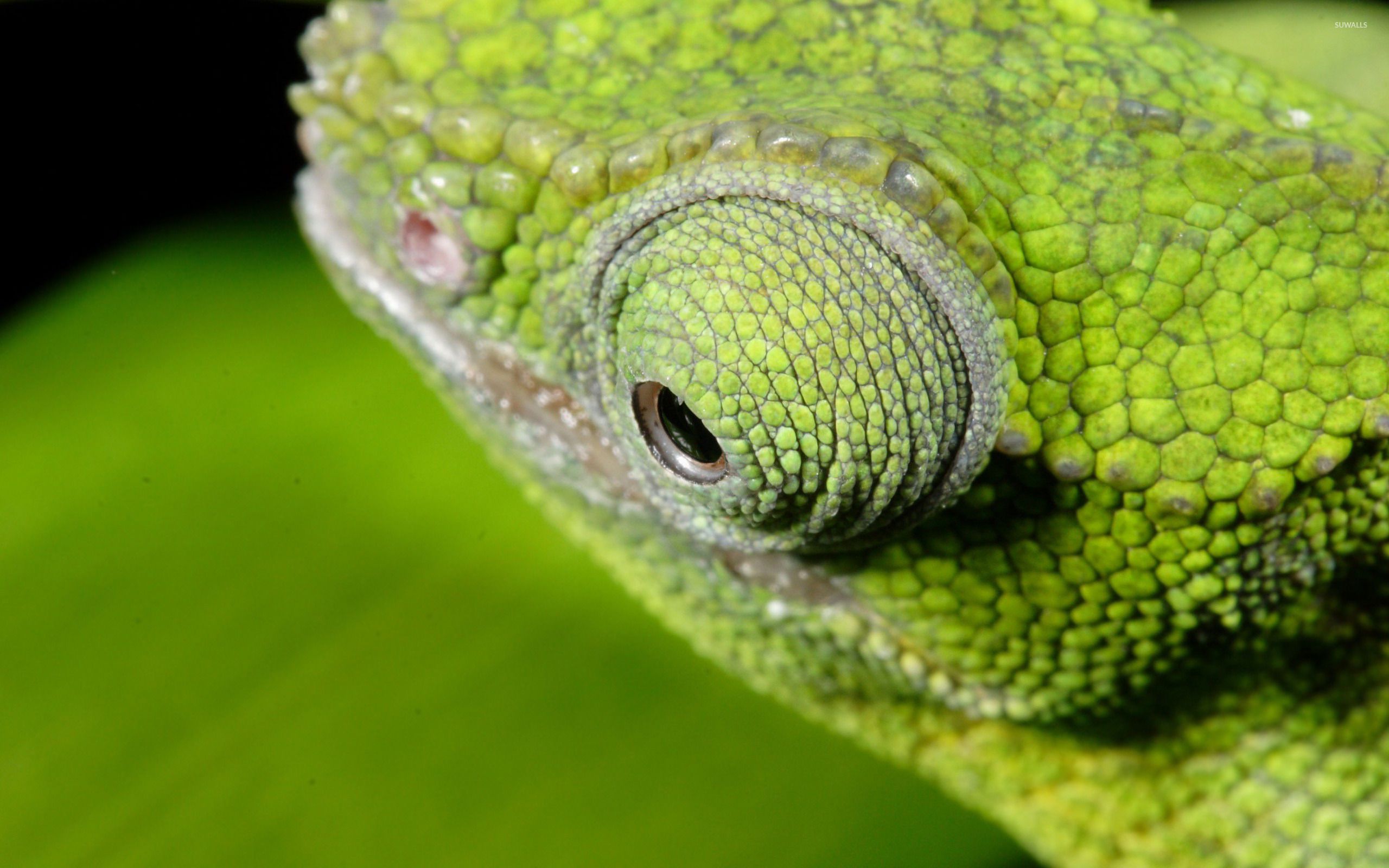 Chameleon Eye HD Wallpapers - Wallpaper Cave