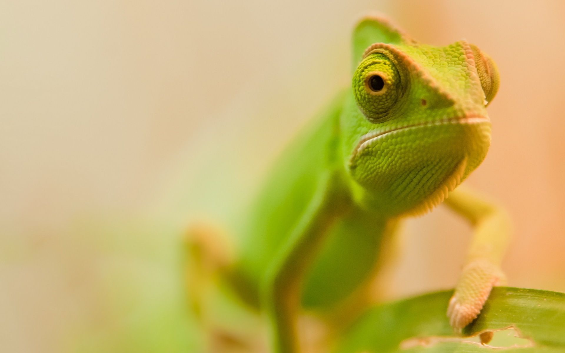 HD Chameleon Wallpaper