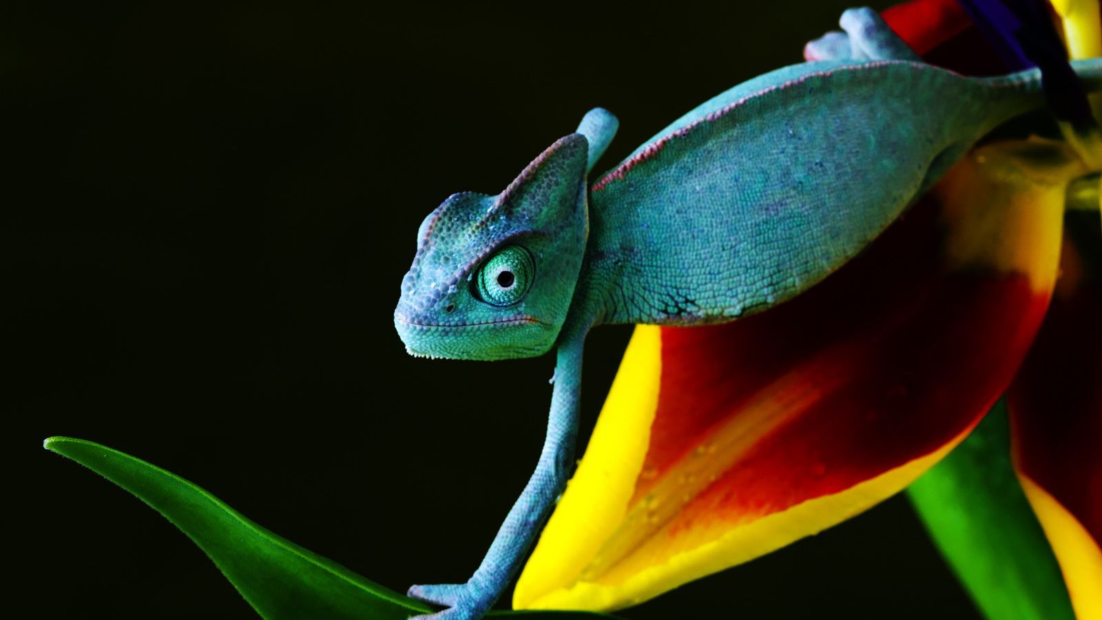 Colorful Creature Chameleon (lizard) HD Wallpaper