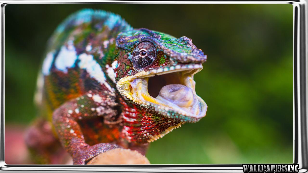 Chameleon Wallpaper for Android