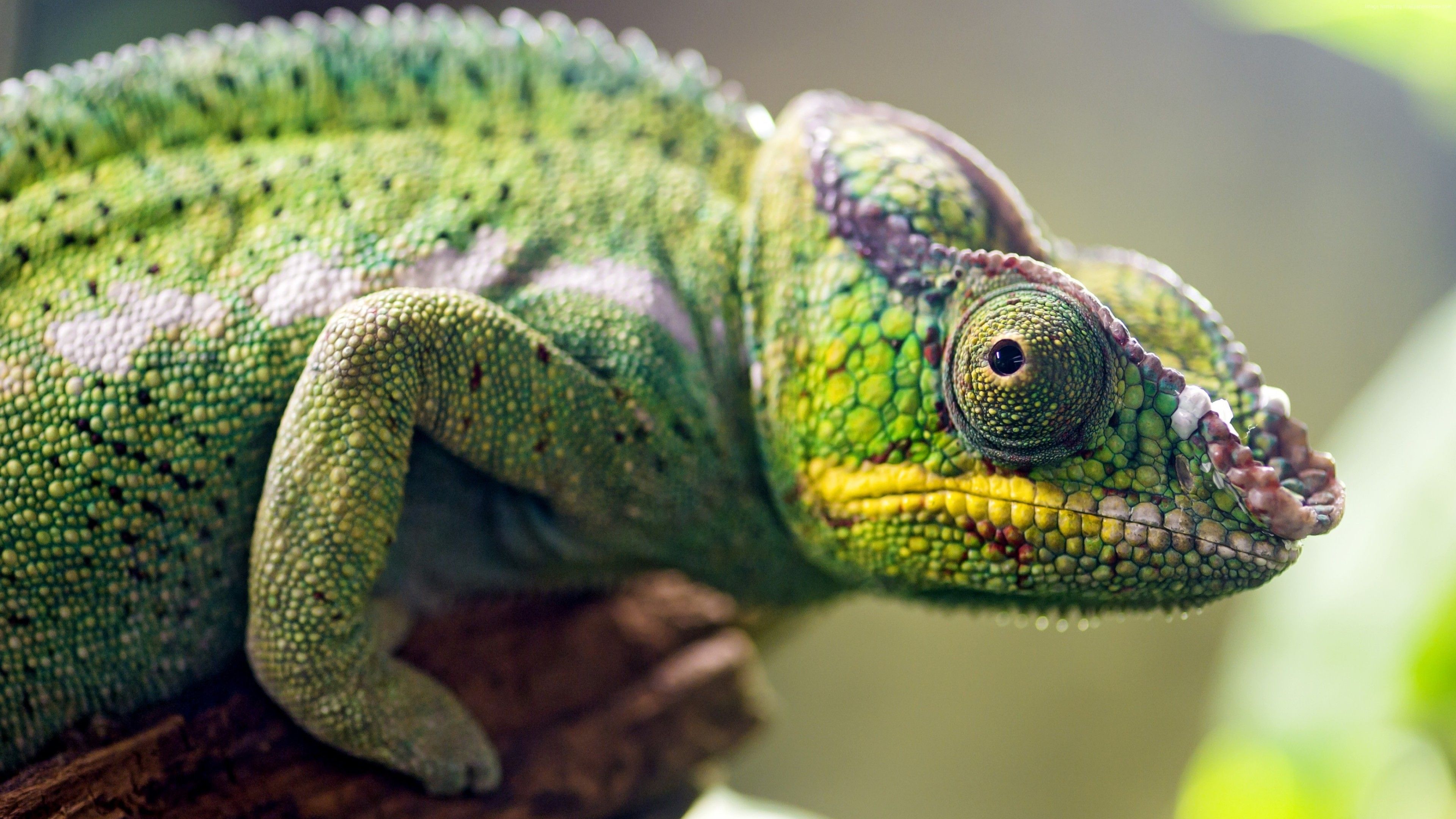 Wallpaper Chameleon, look, blur, Animals Wallpaper Download