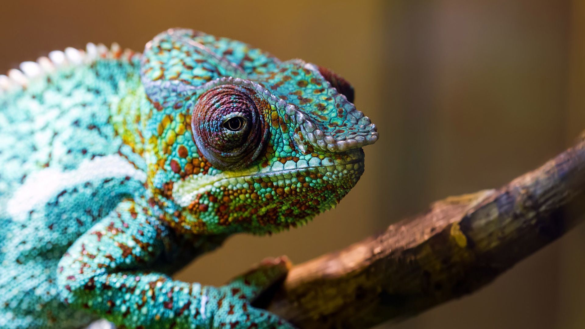 Chameleon Wallpaper
