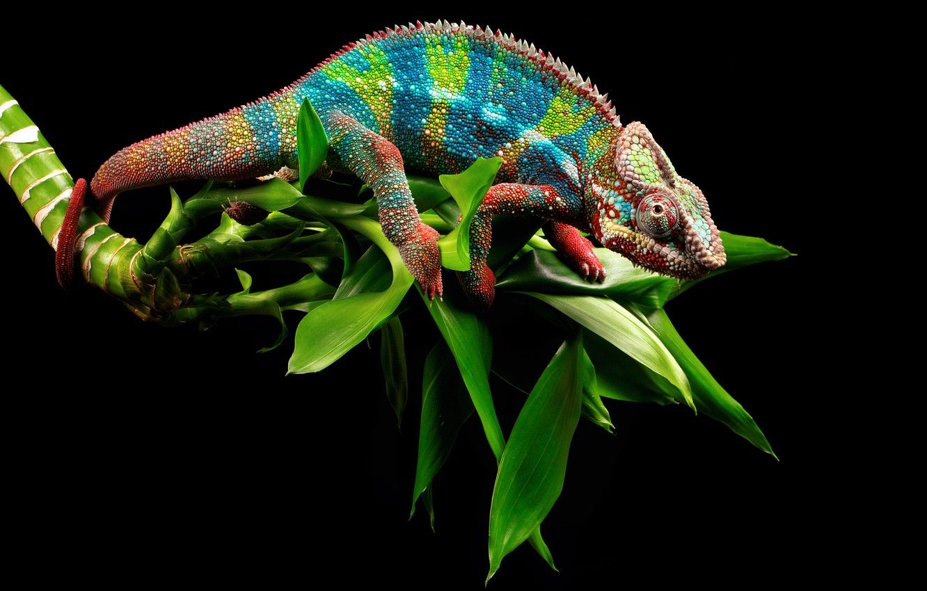 Wallpaper Leaves, Branch, Eyes, Chameleon, Tail image for desktop