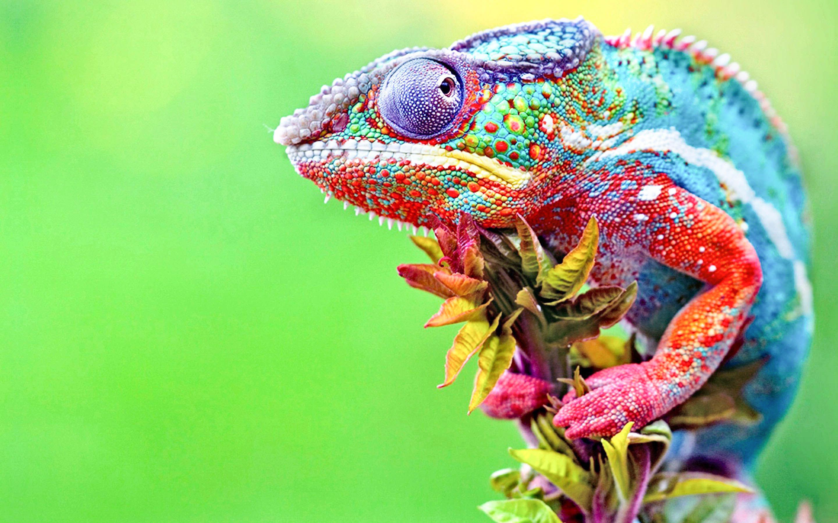 Chameleon Anime New HD Wallpaper & Background High Quality