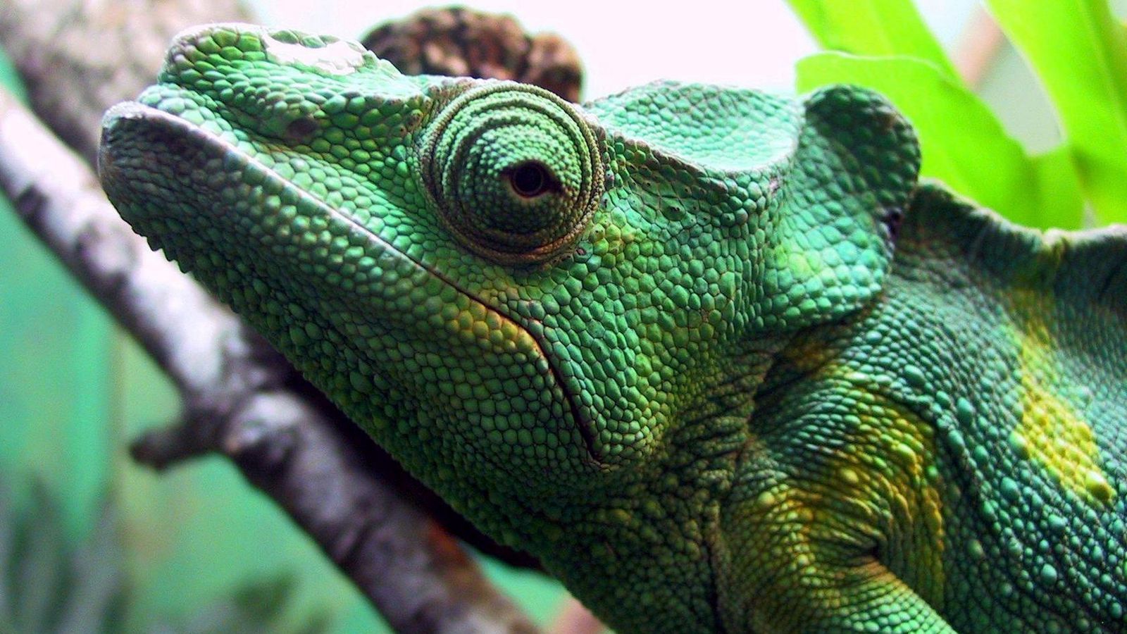 Download wallpaper 1600x900 chameleon, head, eyes, color