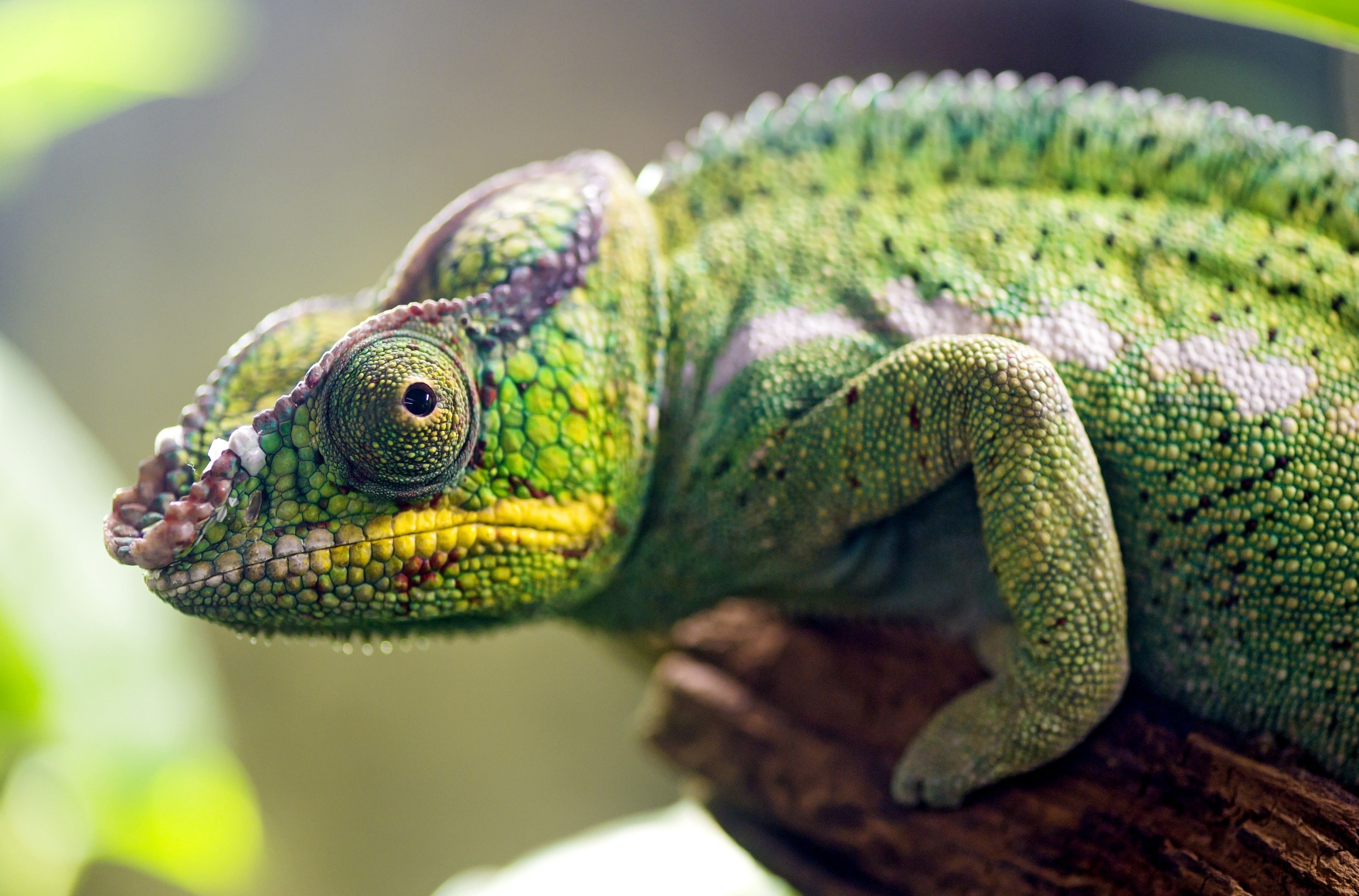nature, Animals, Skin, Macro, Depth Of Field, Chameleons, Eyes