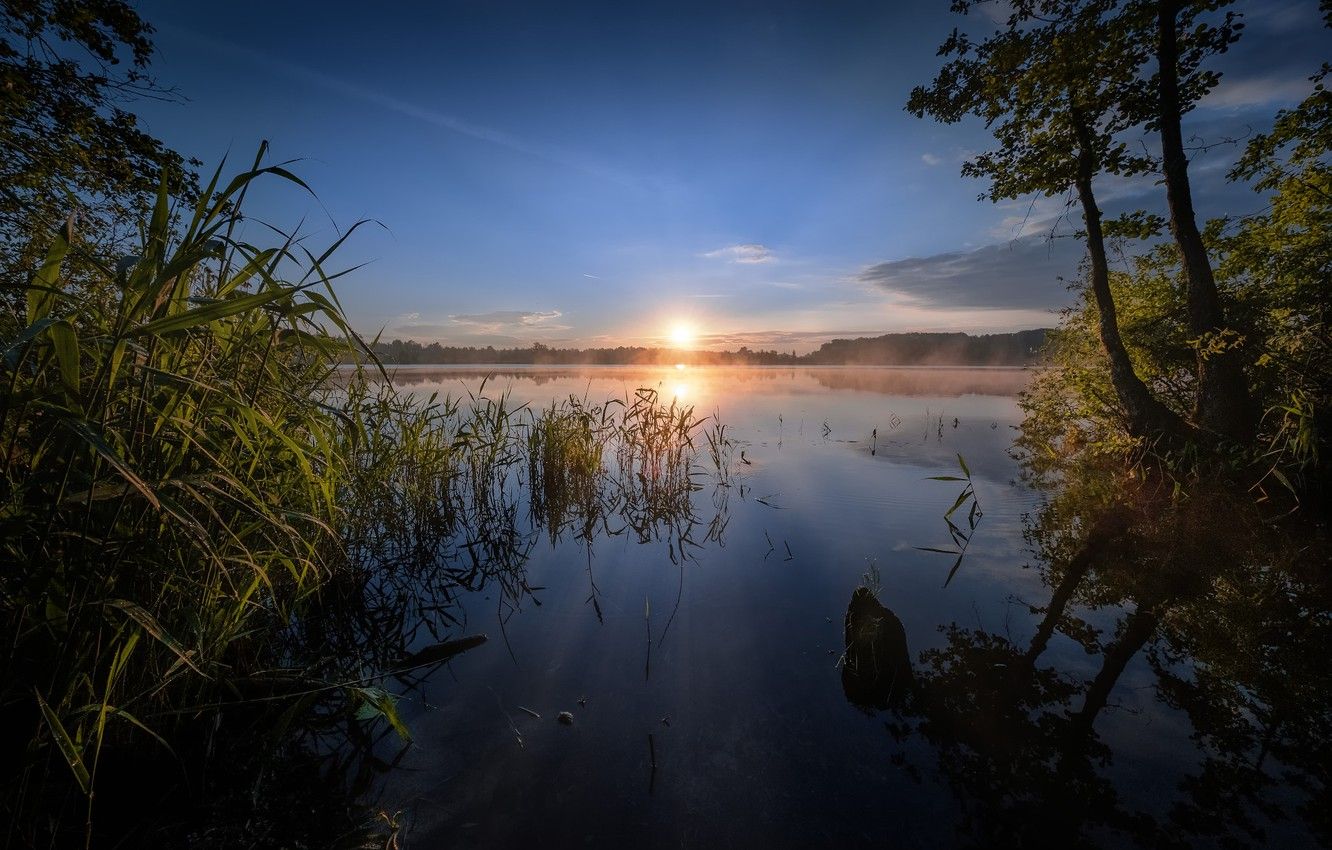 Wallpaper trees, lake, sunrise, dawn, morning, reed, Russia