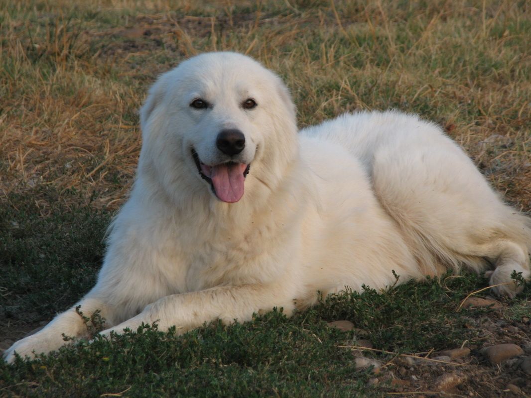 Maremma Sheepdogs Wallpapers - Wallpaper Cave