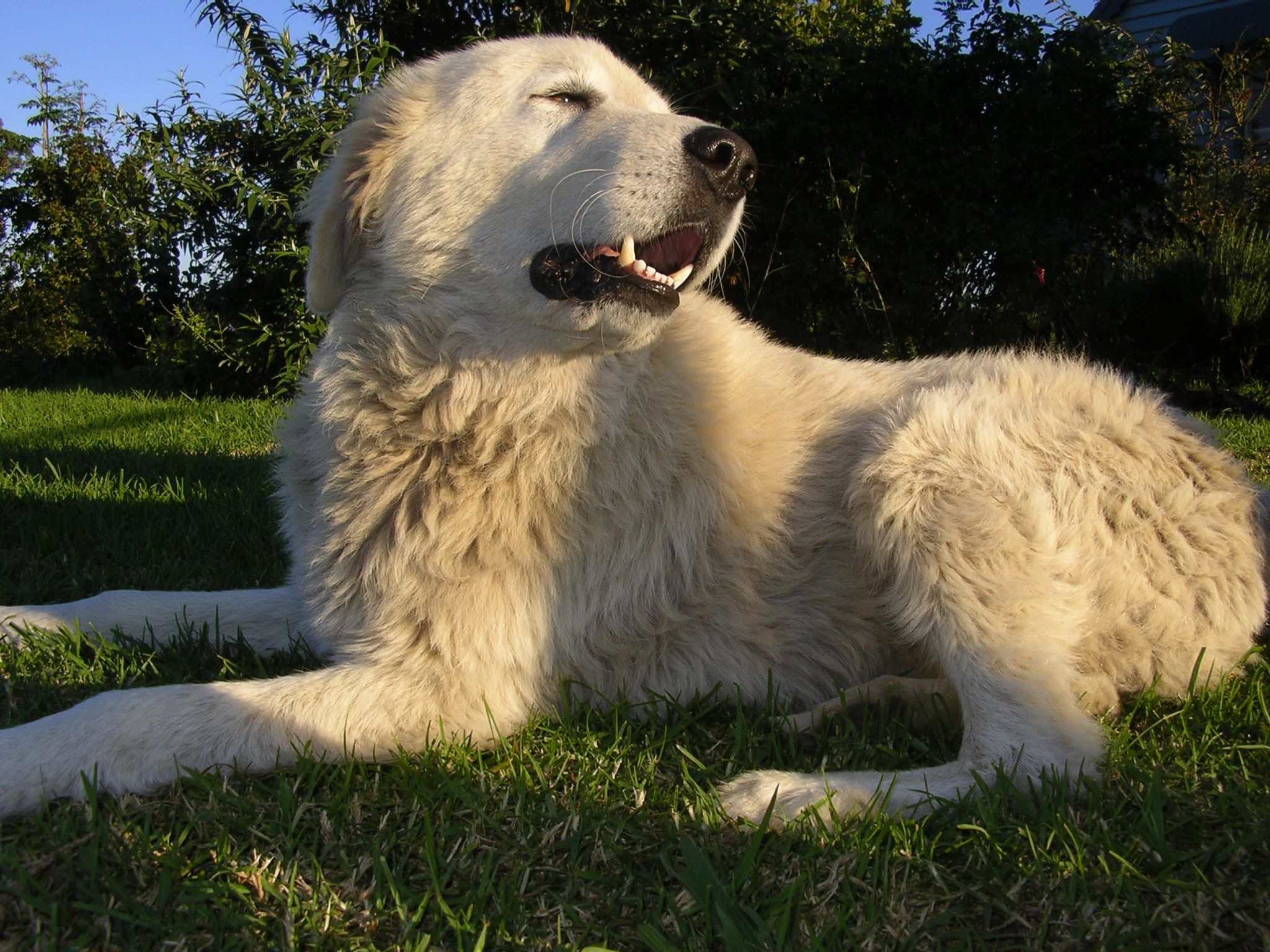 Lovely Maremma Sheepdog photo and wallpaper. Beautiful Lovely